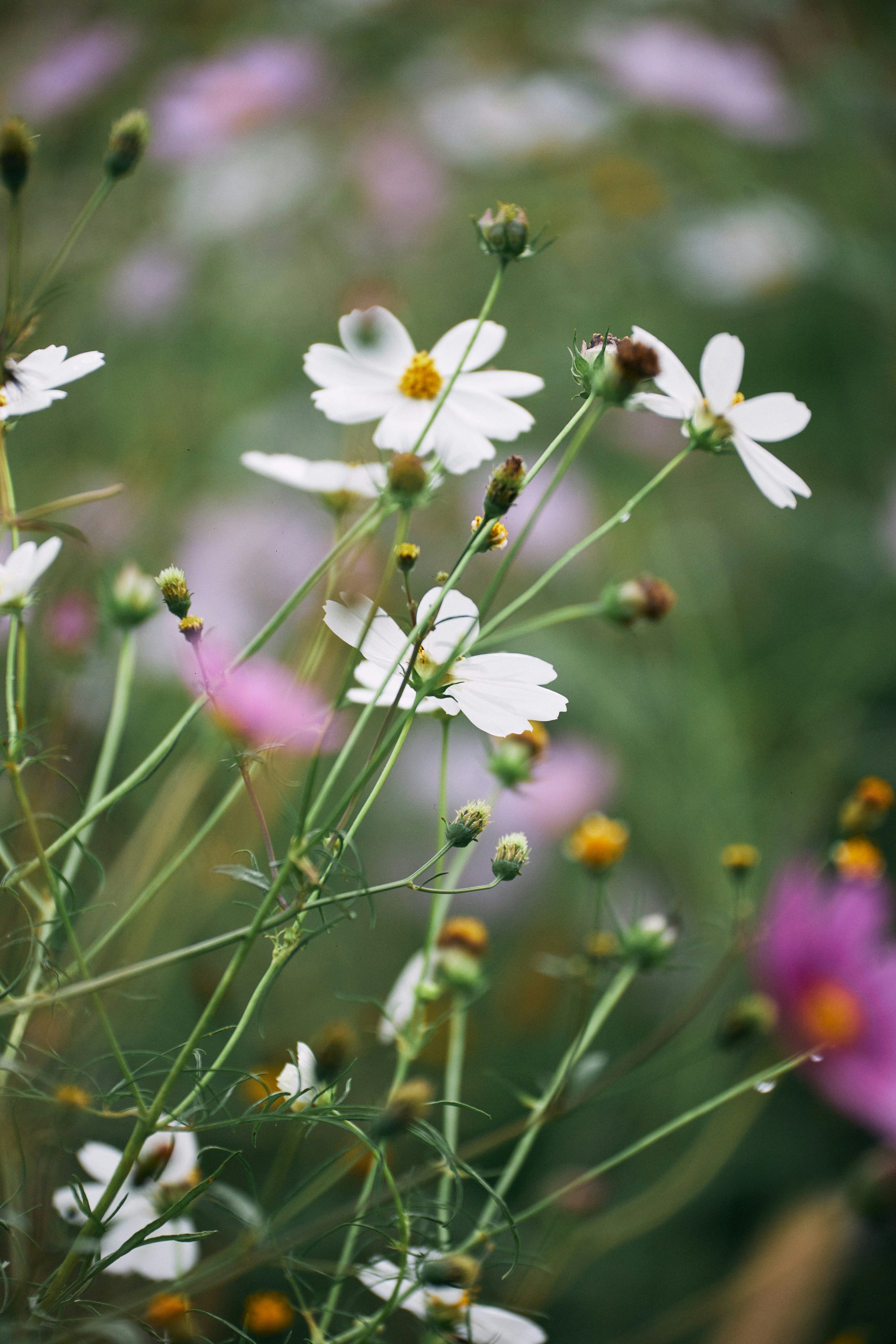 Photo by tsuyoshikozu