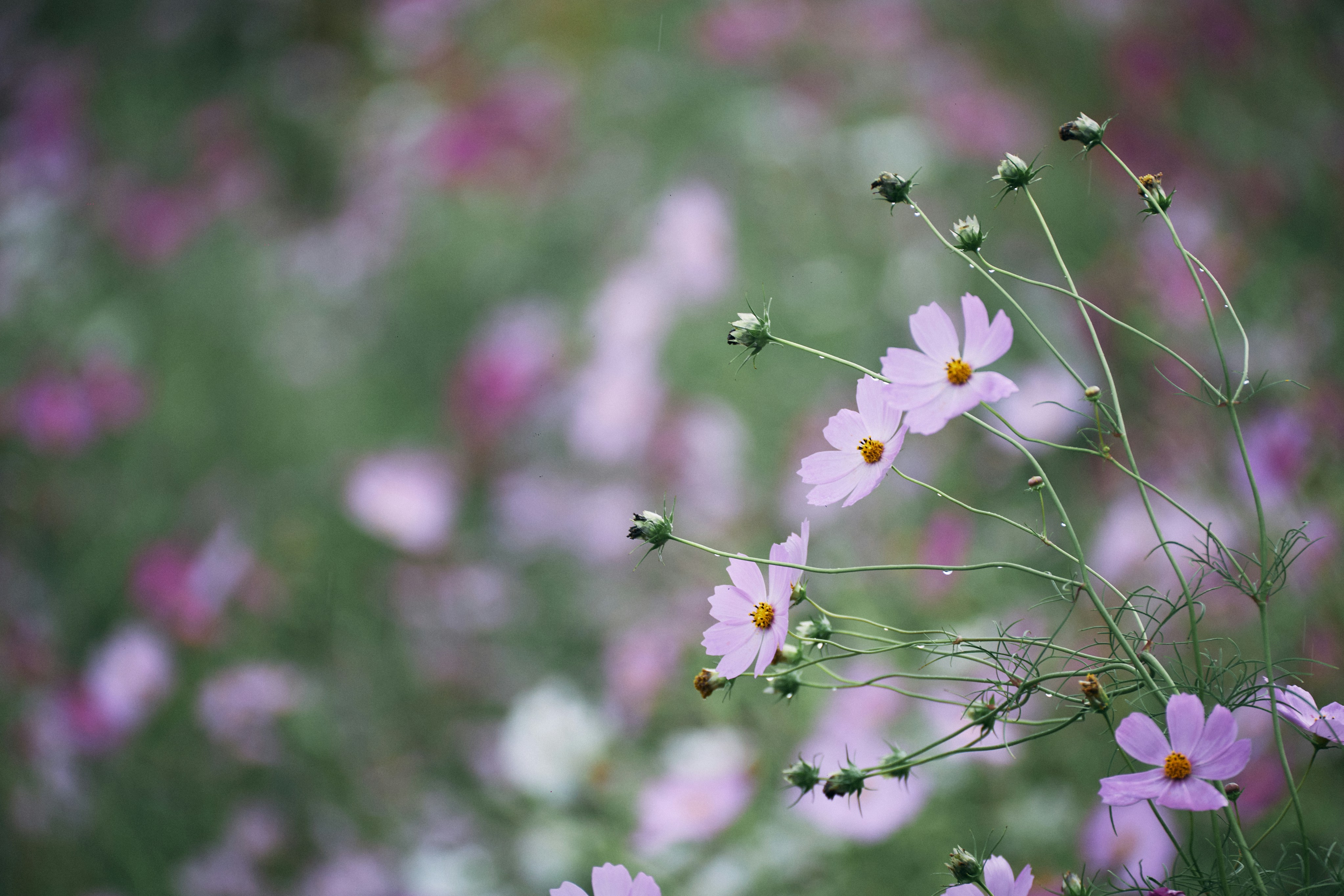 Photo by tsuyoshikozu
