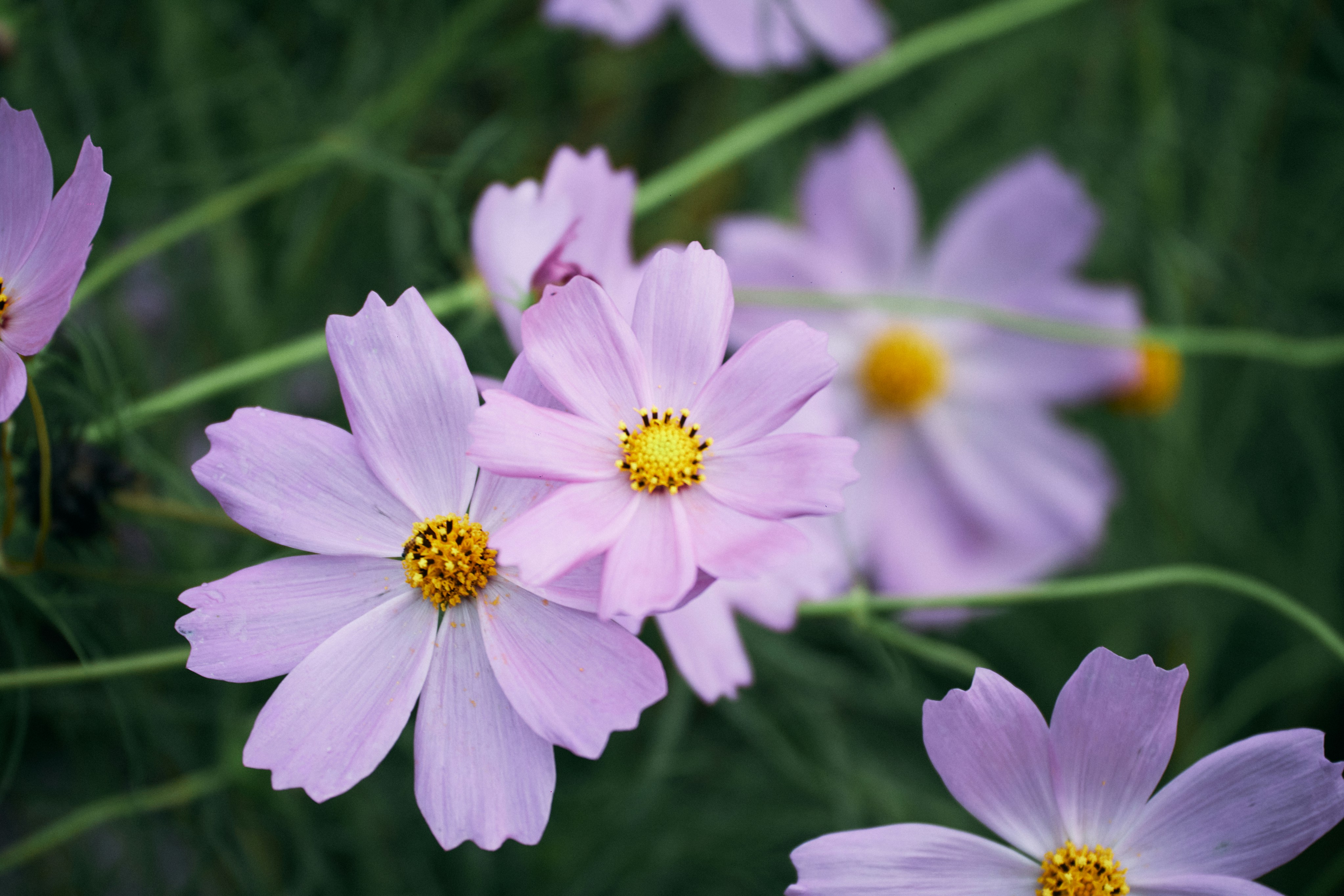 Photo by tsuyoshikozu