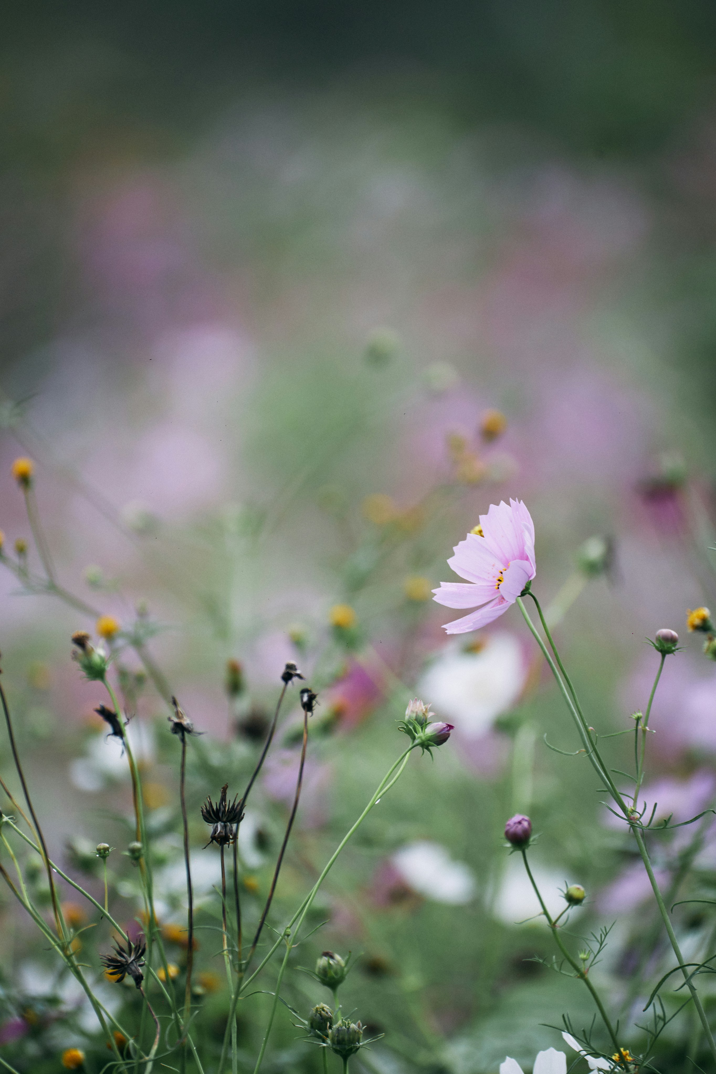 Photo by tsuyoshikozu