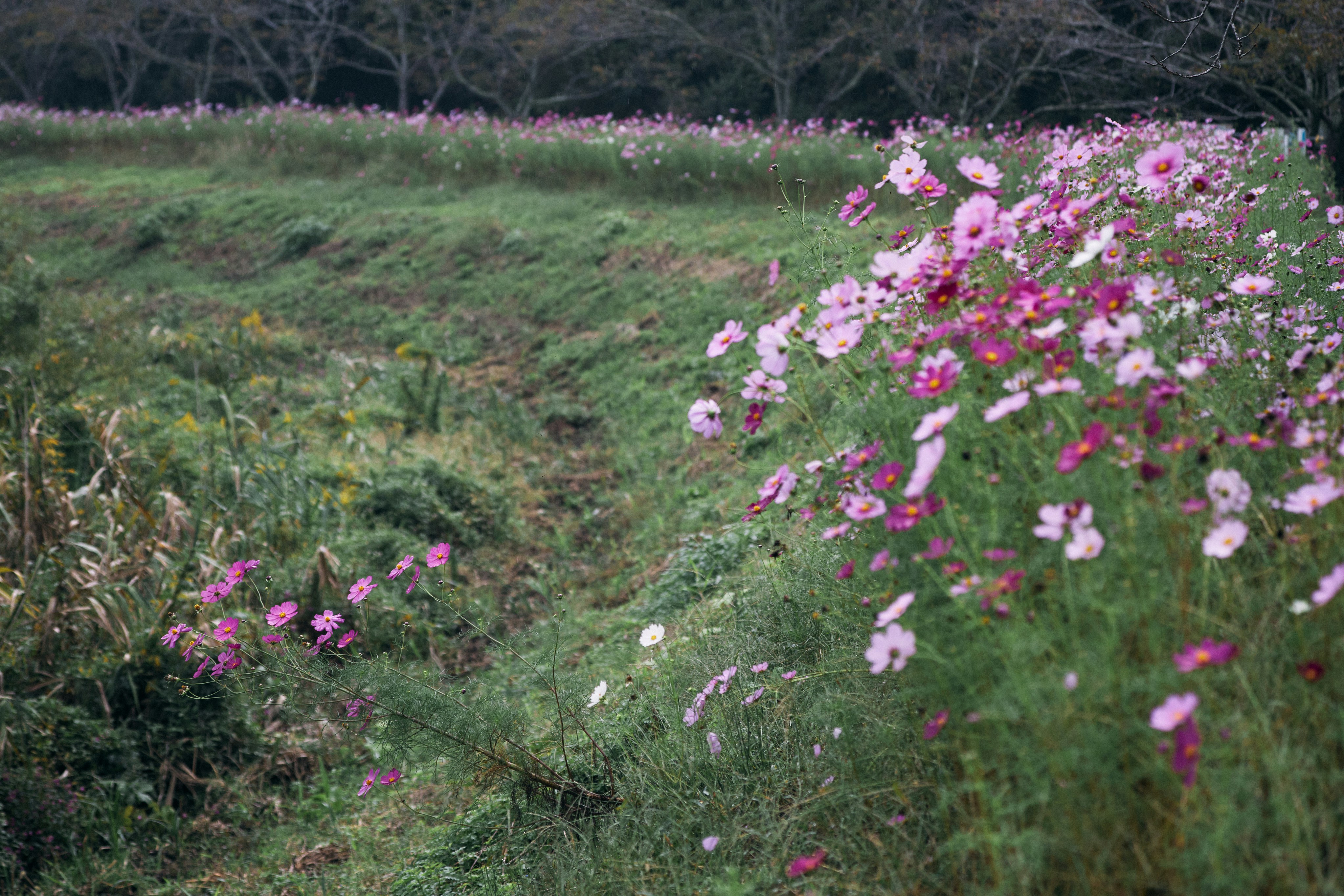 Photo by tsuyoshikozu