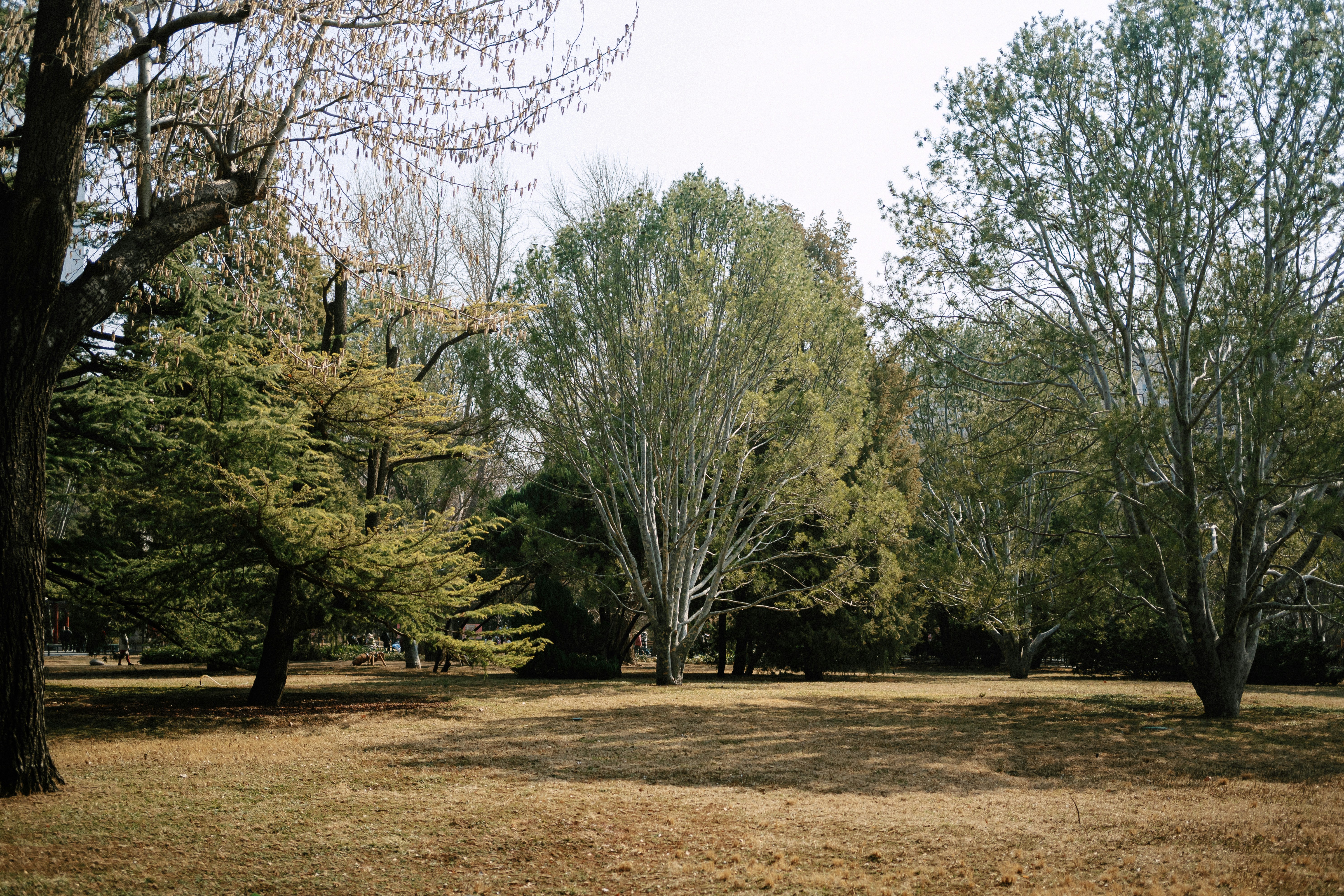 A clearing in a park with various trees.