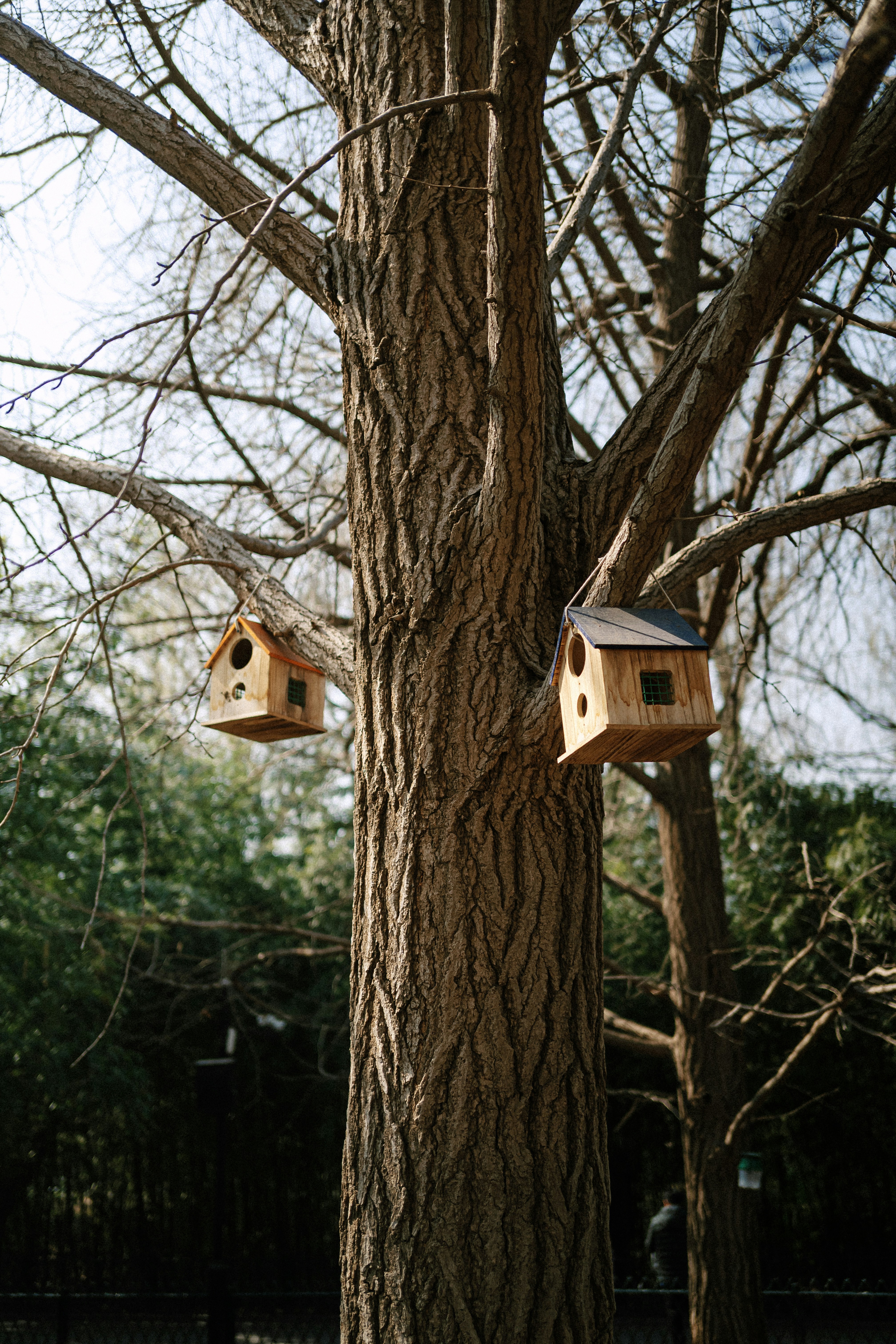 Two wooden birdhouses hang from tree branches.