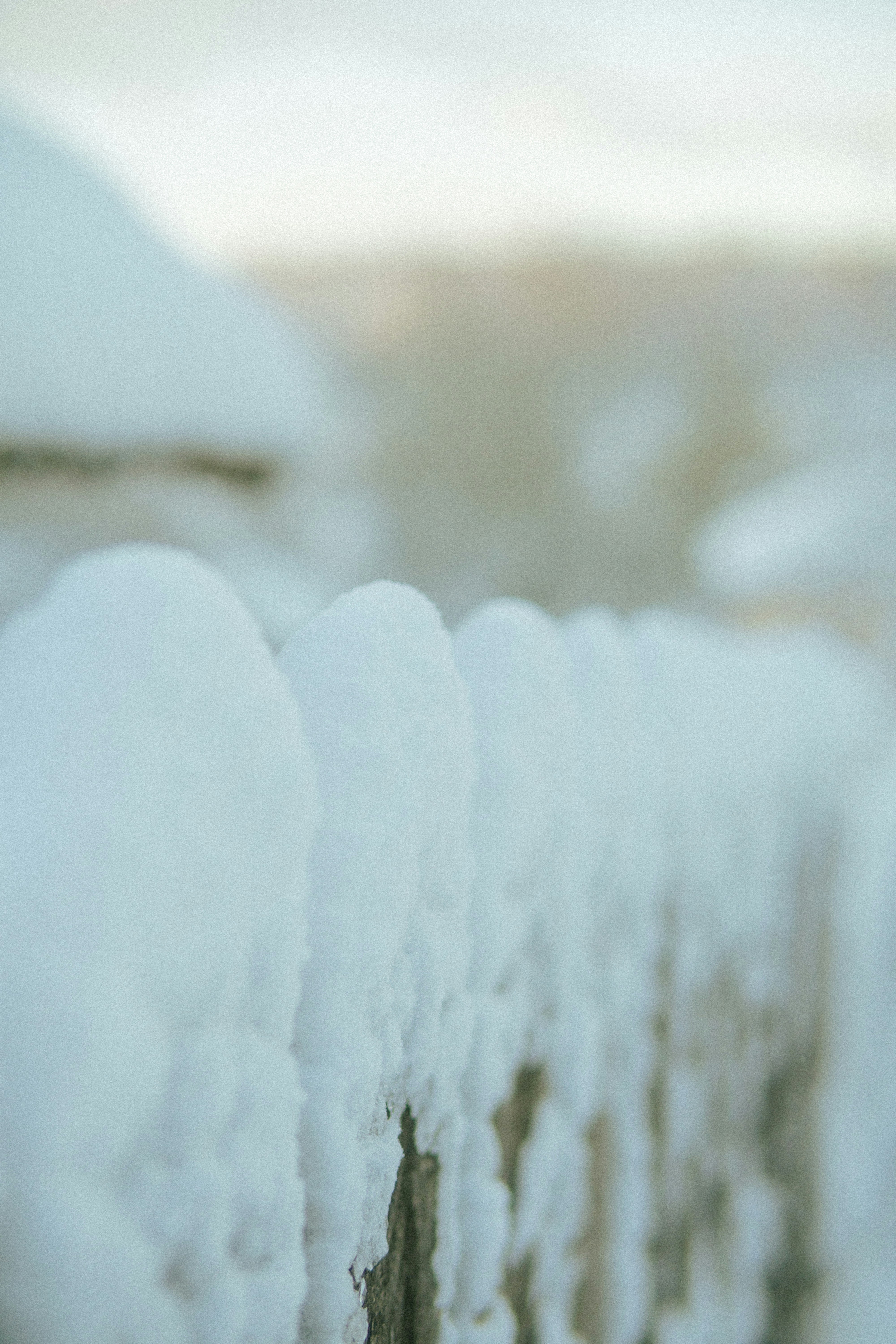 Snow covered fence posts in soft light