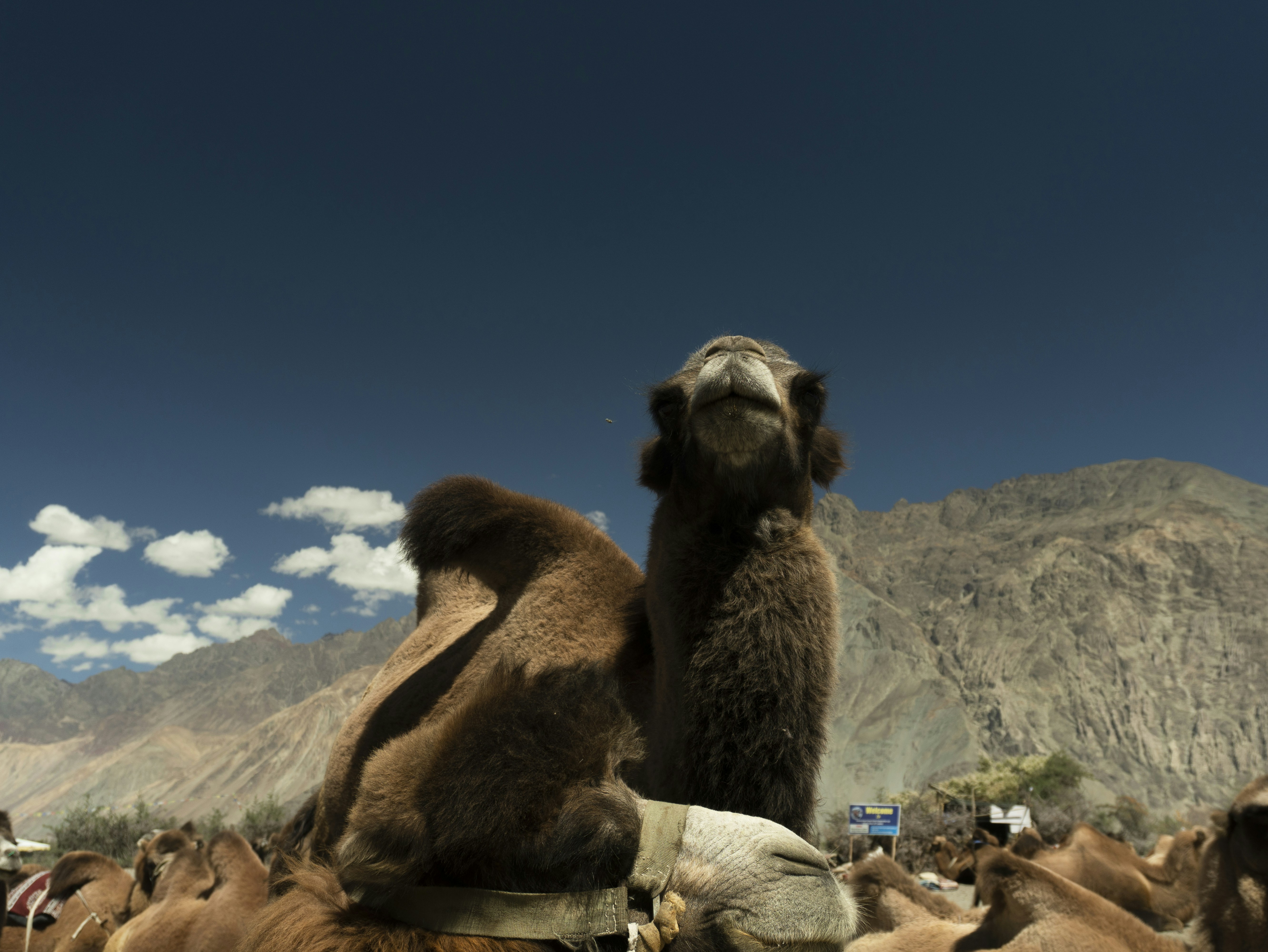 Camel with mountains in the background