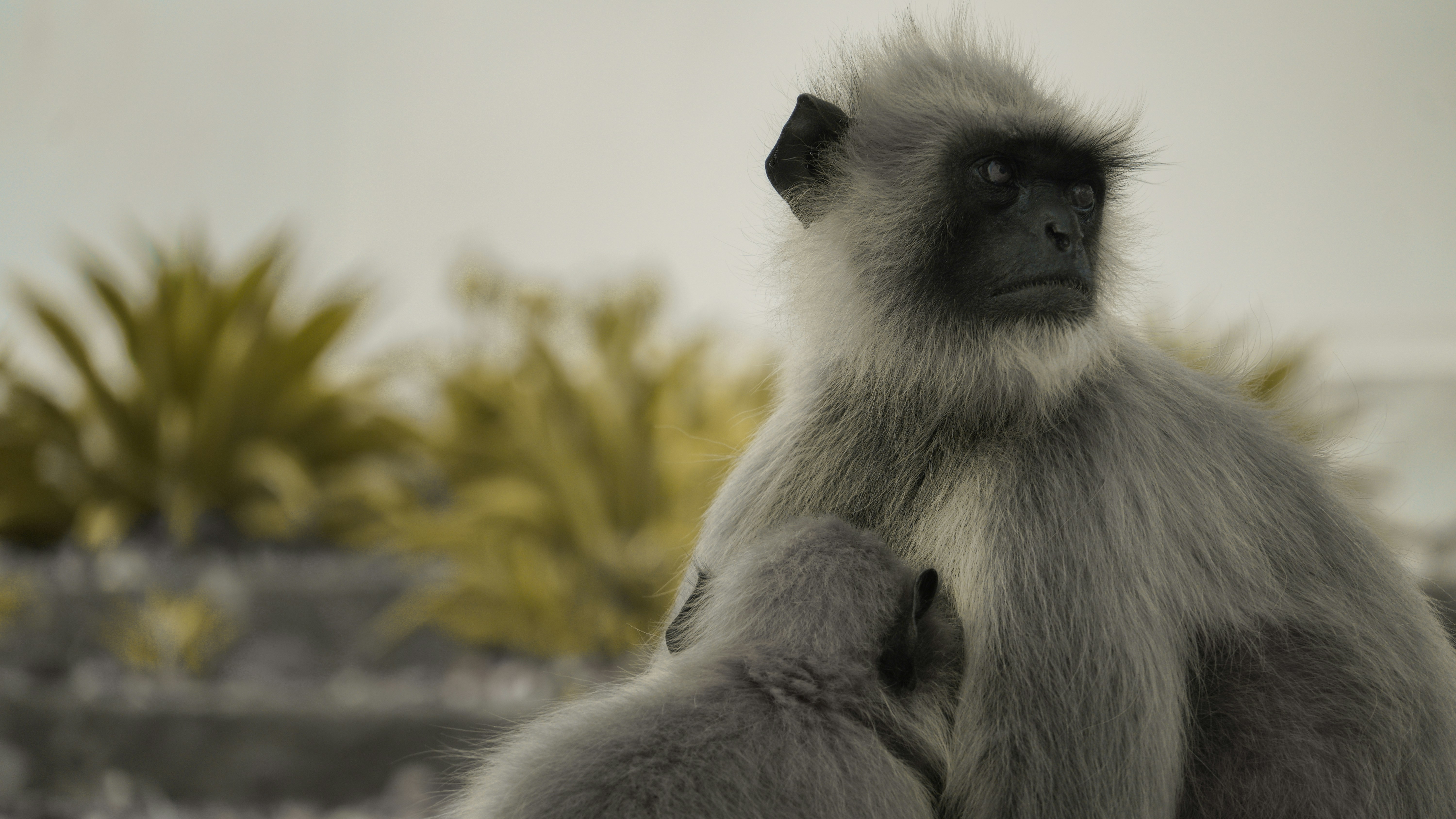 Photo by paddmasambhav