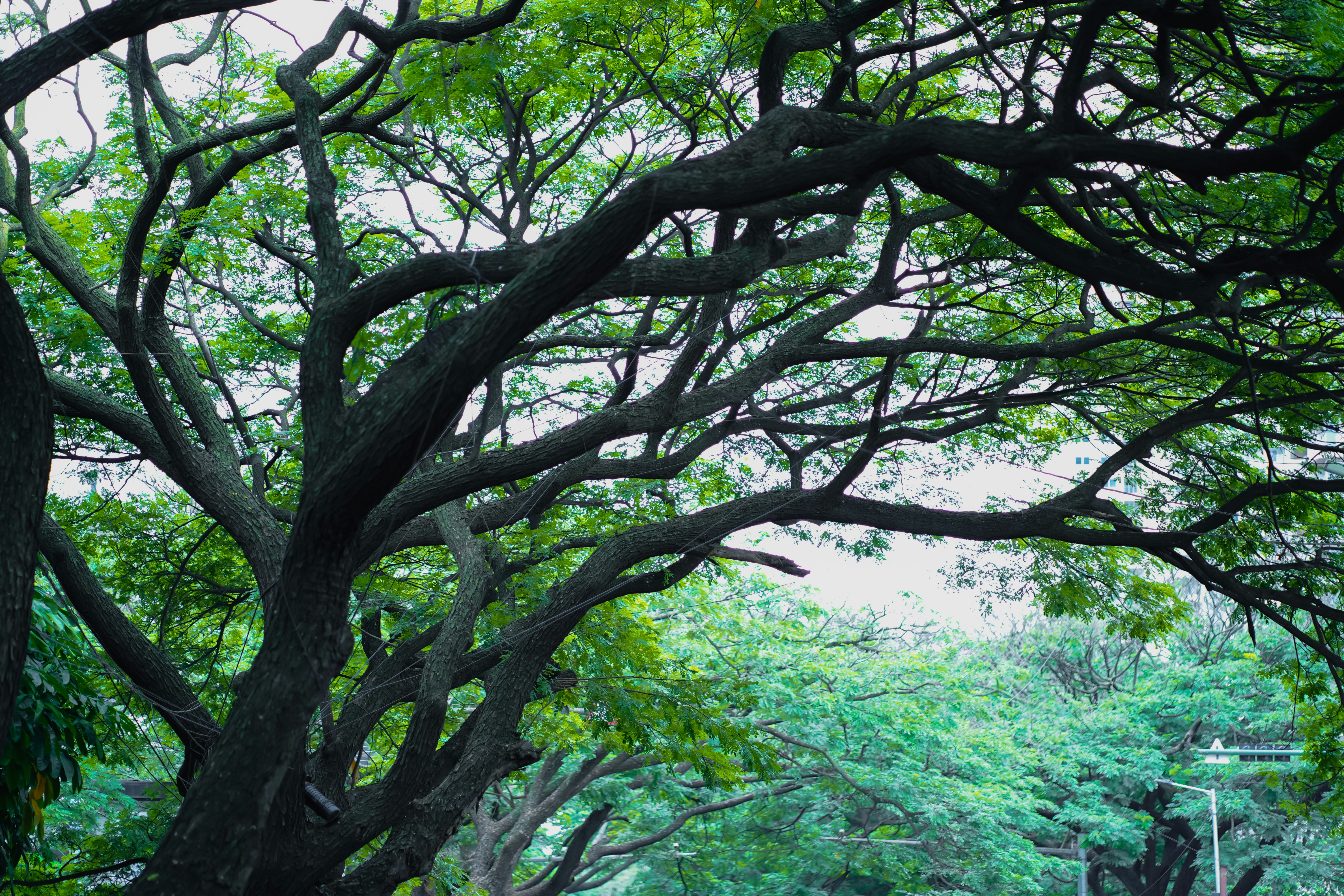 Photo by paddmasambhav