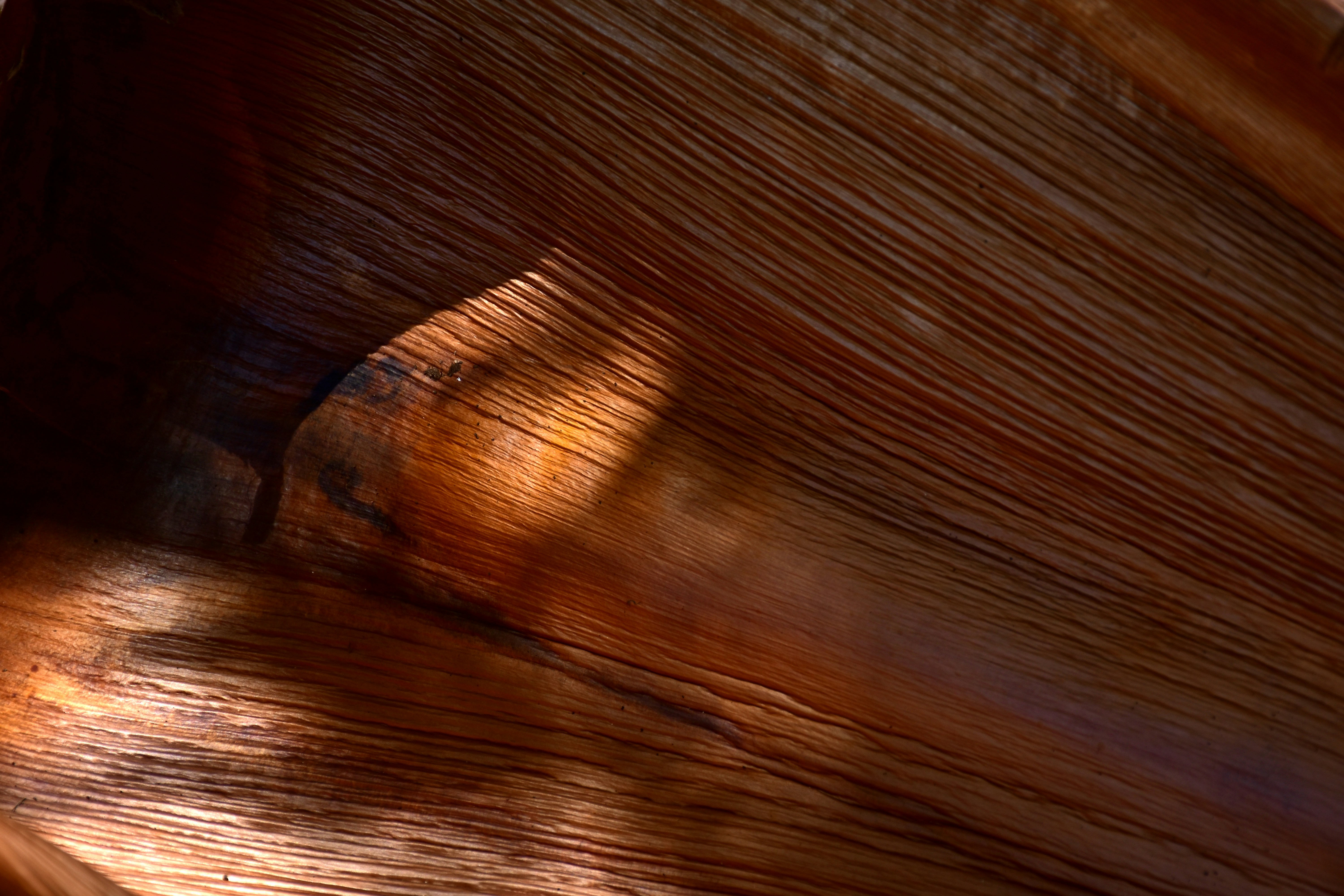 Close-up da textura seca da folha de palmeira com linhas texturizadas.