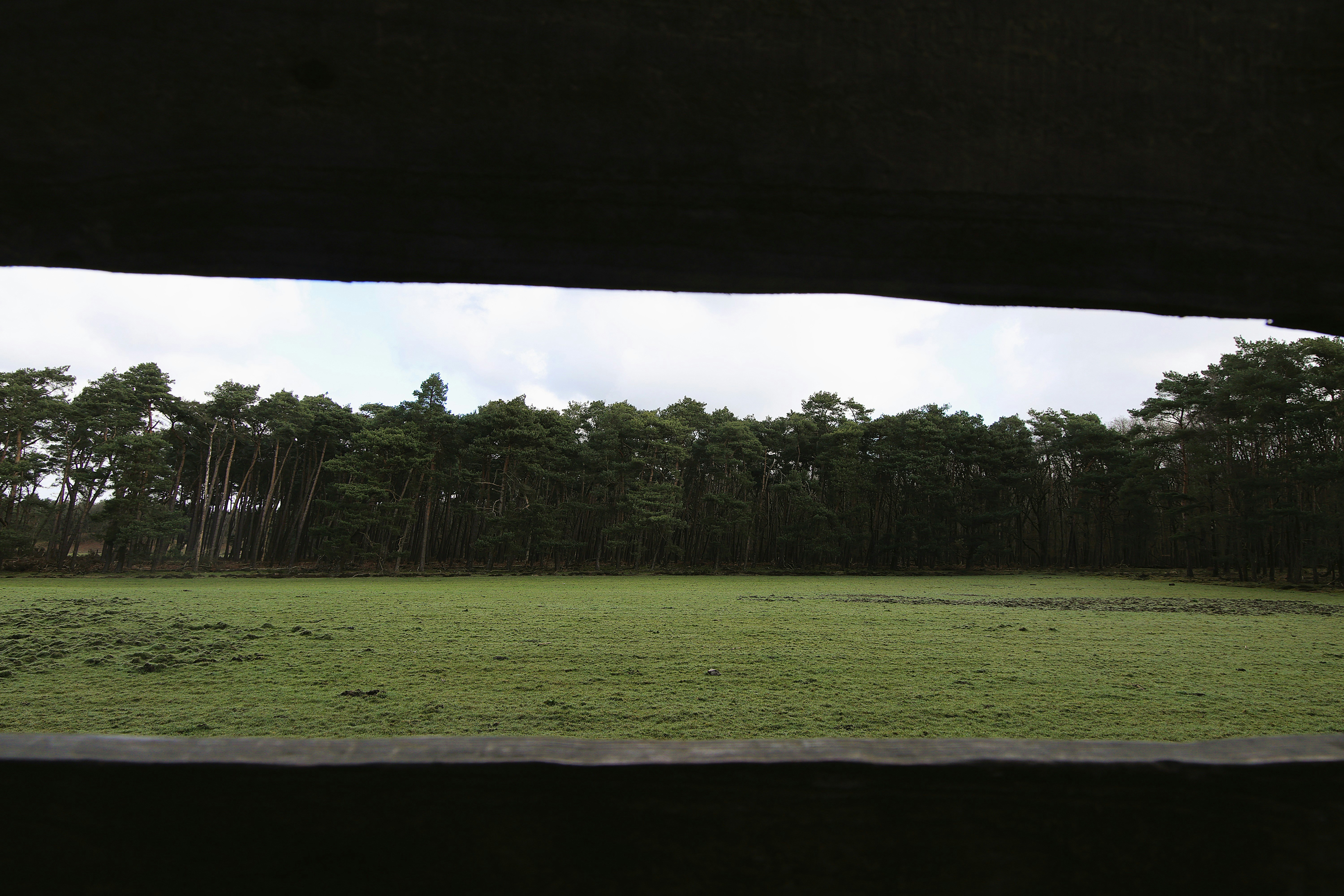 Blick auf ein grünes Feld und dichten Wald