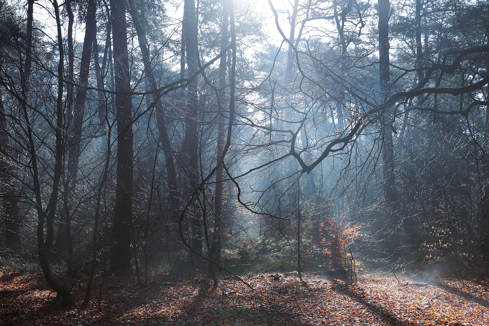 Sunlight streams through a misty forest canopy.