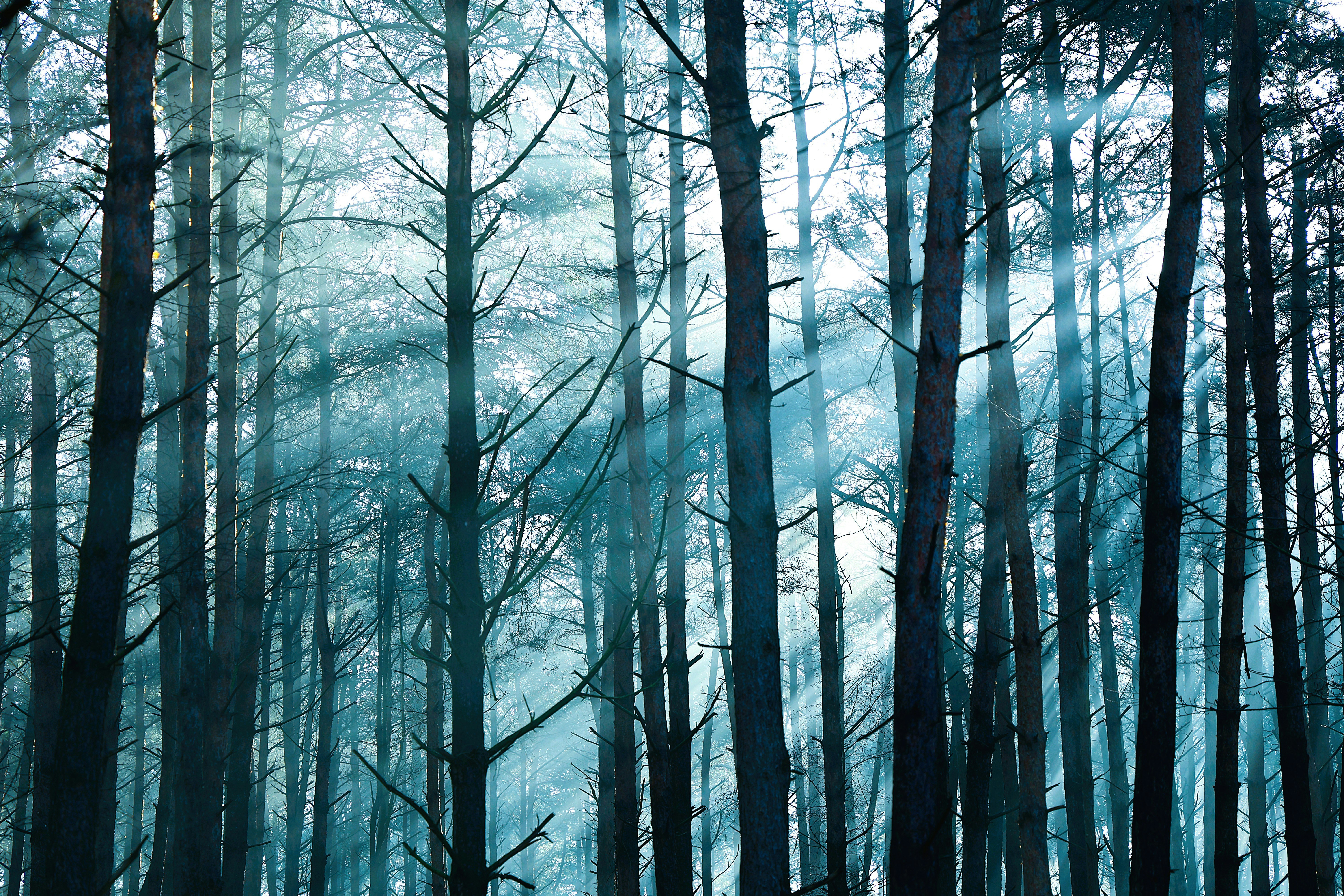 forest atmospheric mist, wallpaper, Forest Sounds to Predict Weather: A Natural Guide 2