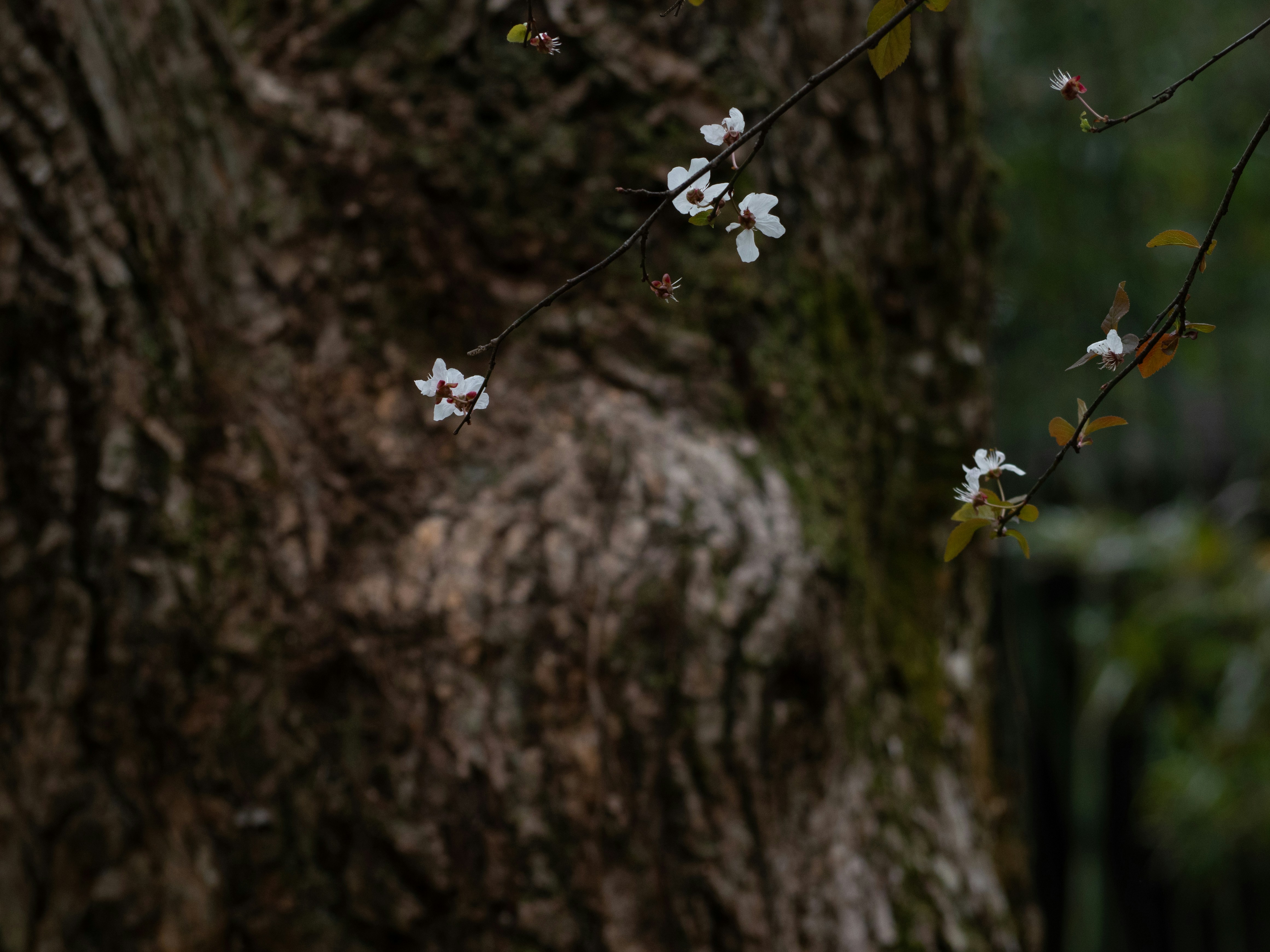 Photo by wenzywong