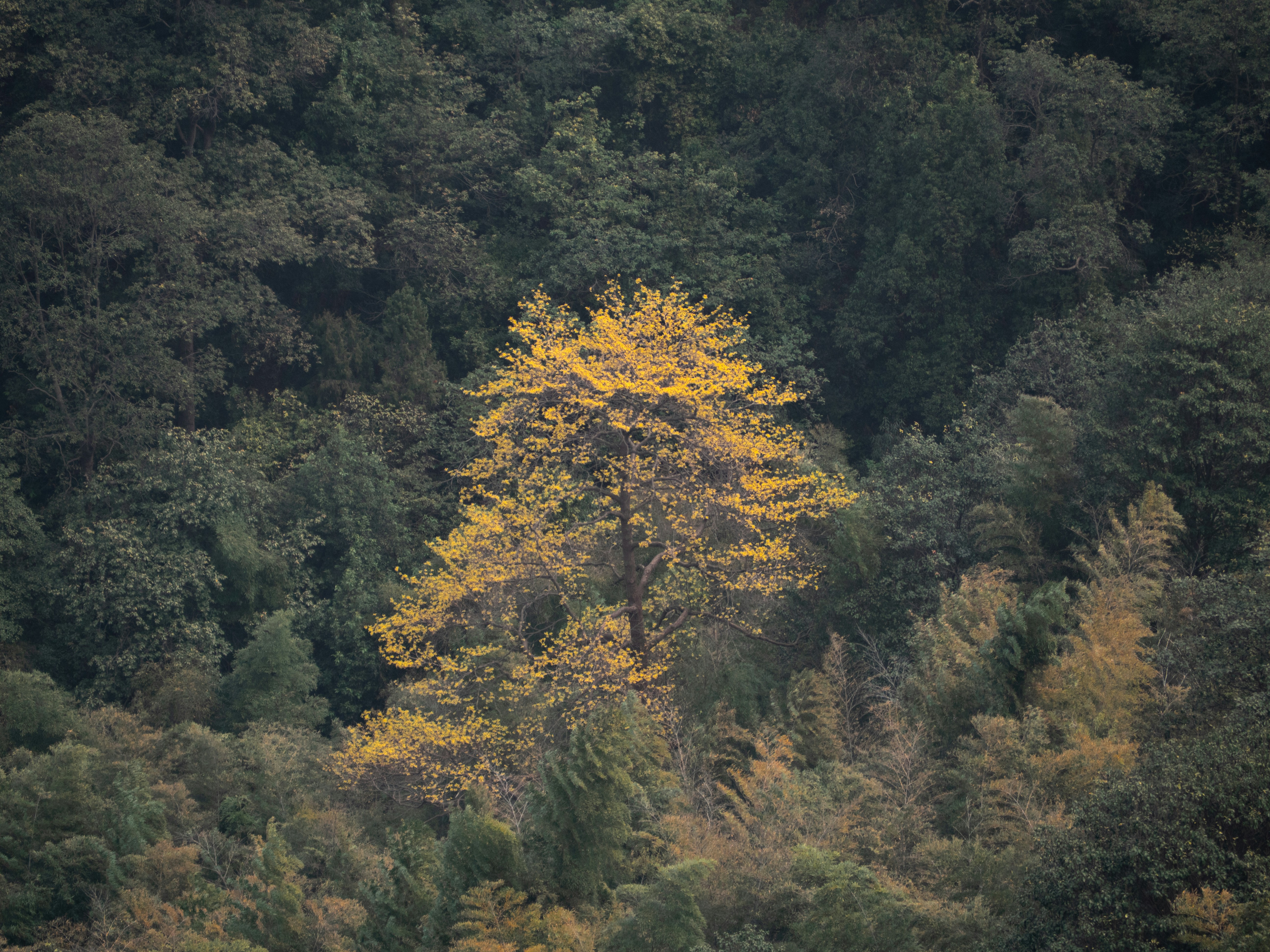 Photo by wenzywong