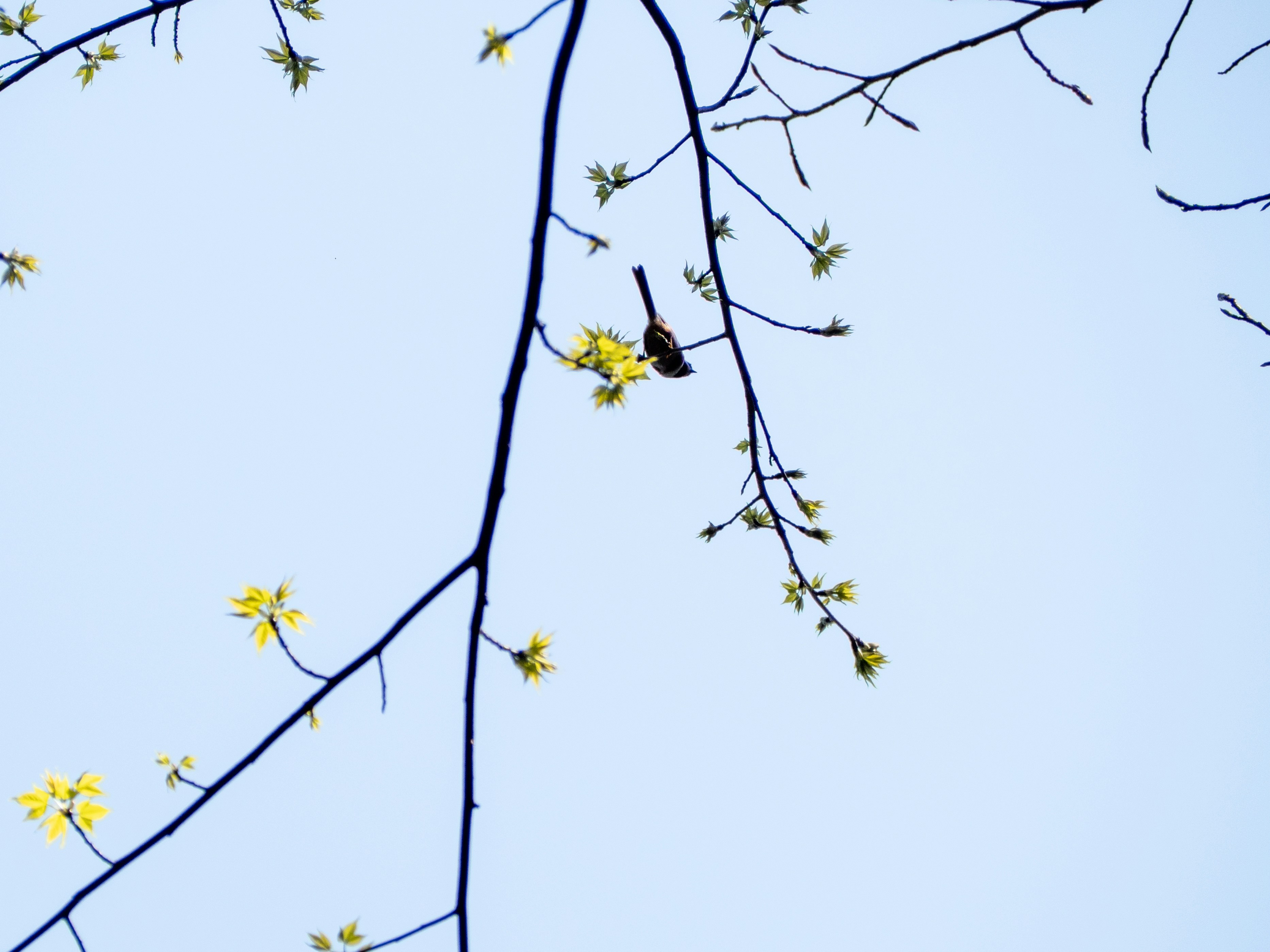 Photo by wenzywong