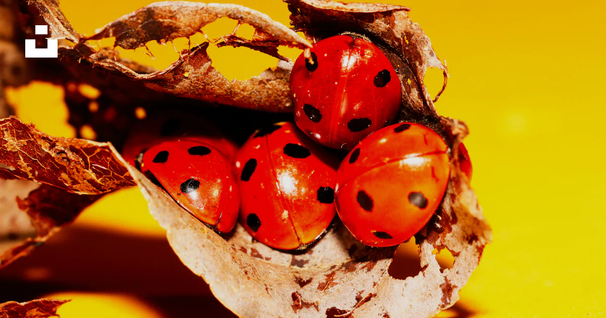 Multiple Ladybugs Several ladybugs nestled in a dry leaf photo – Free Autumn Image on ...