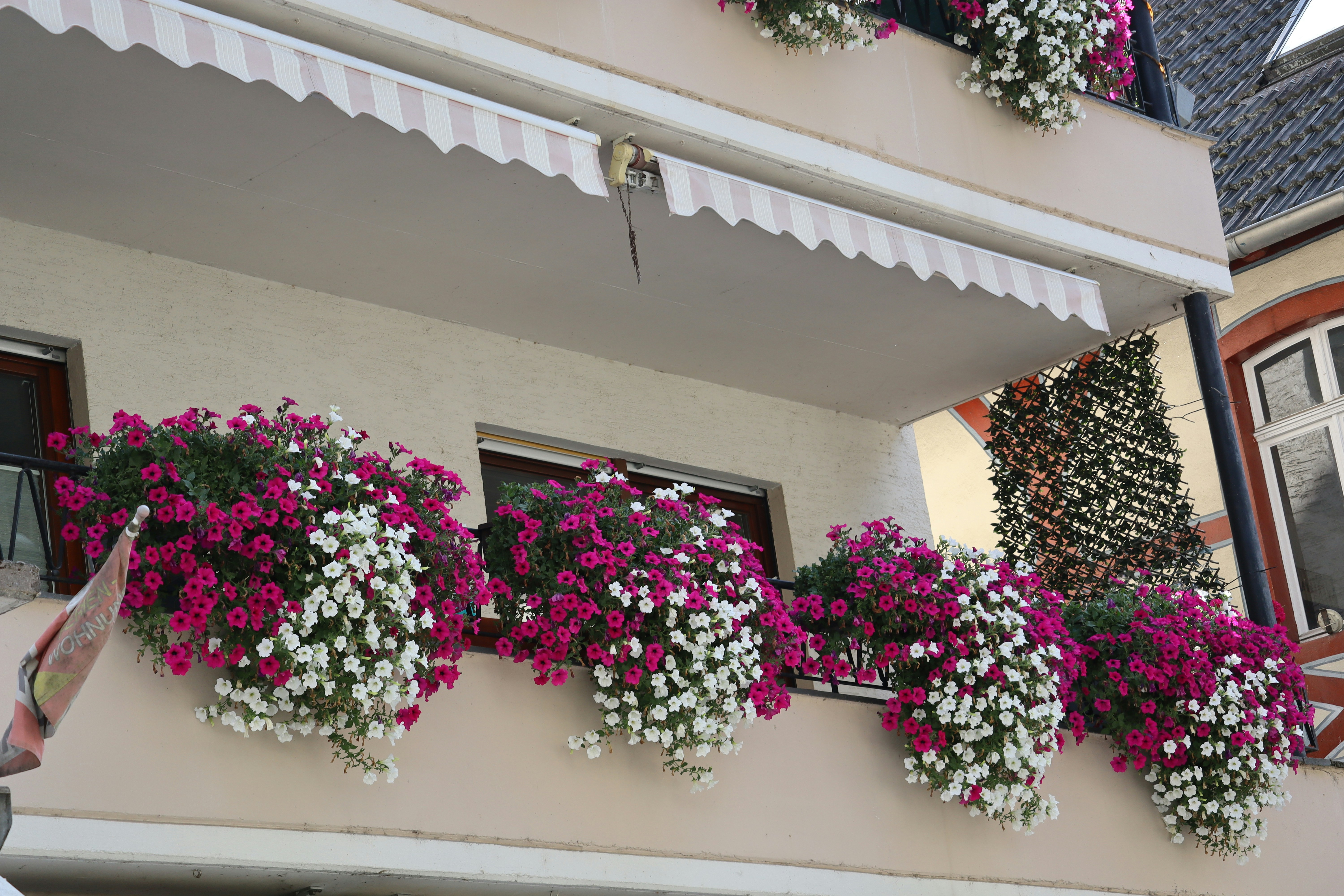 Balcony with abundant pink and white flowers