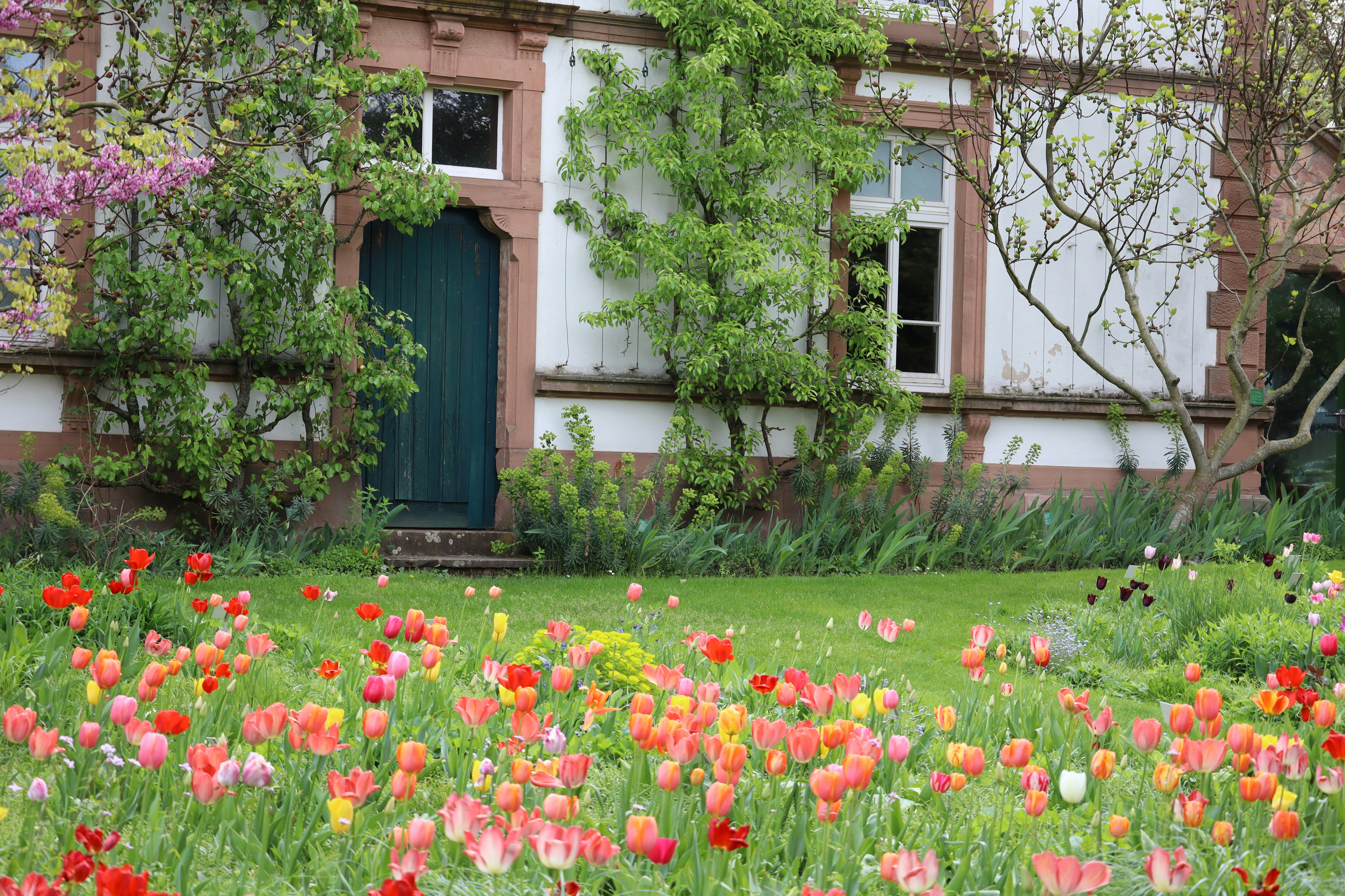 A field of colorful tulips in front of a house