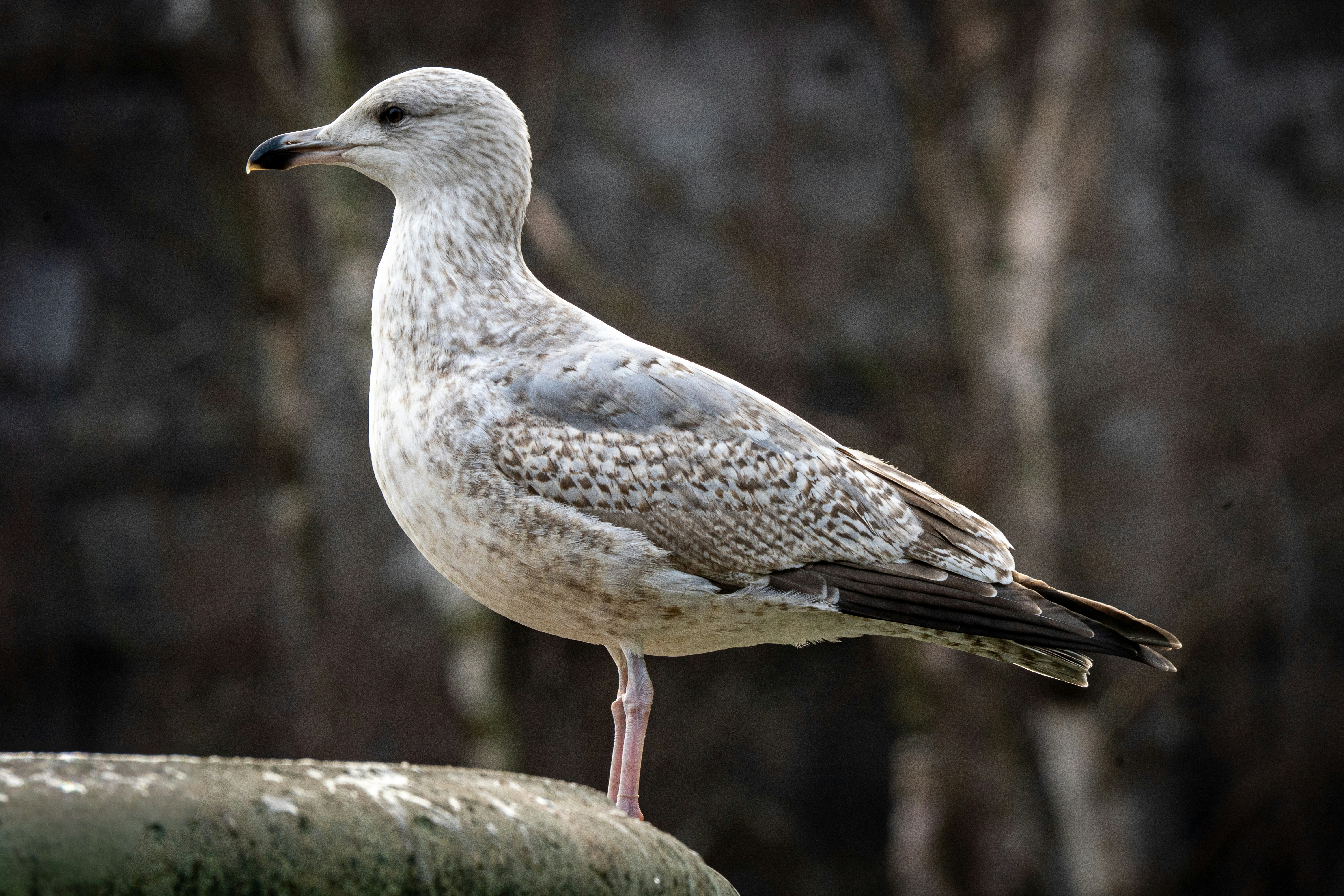 A seagull stands on a stone perch