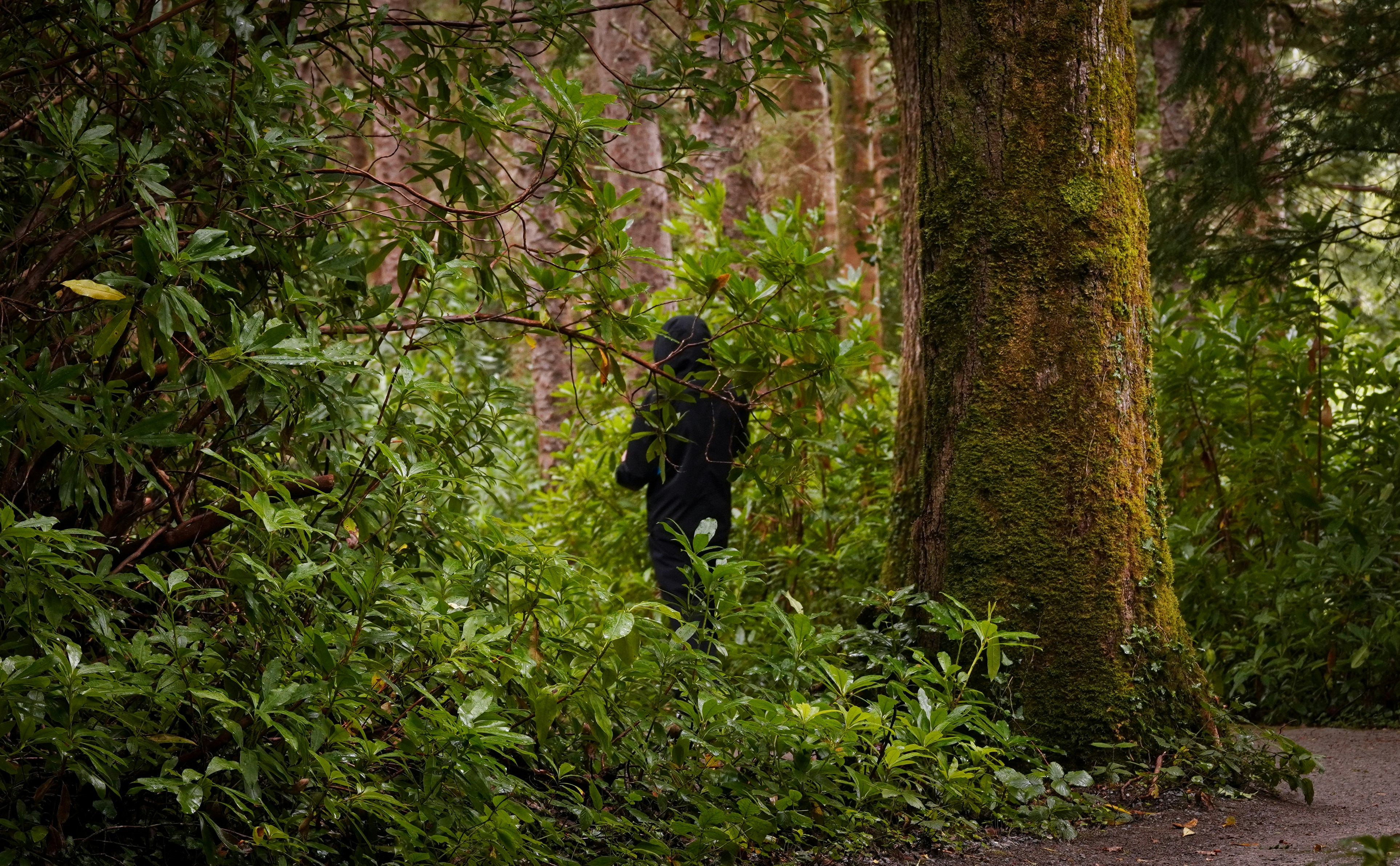 A person in black stands in a lush green forest.