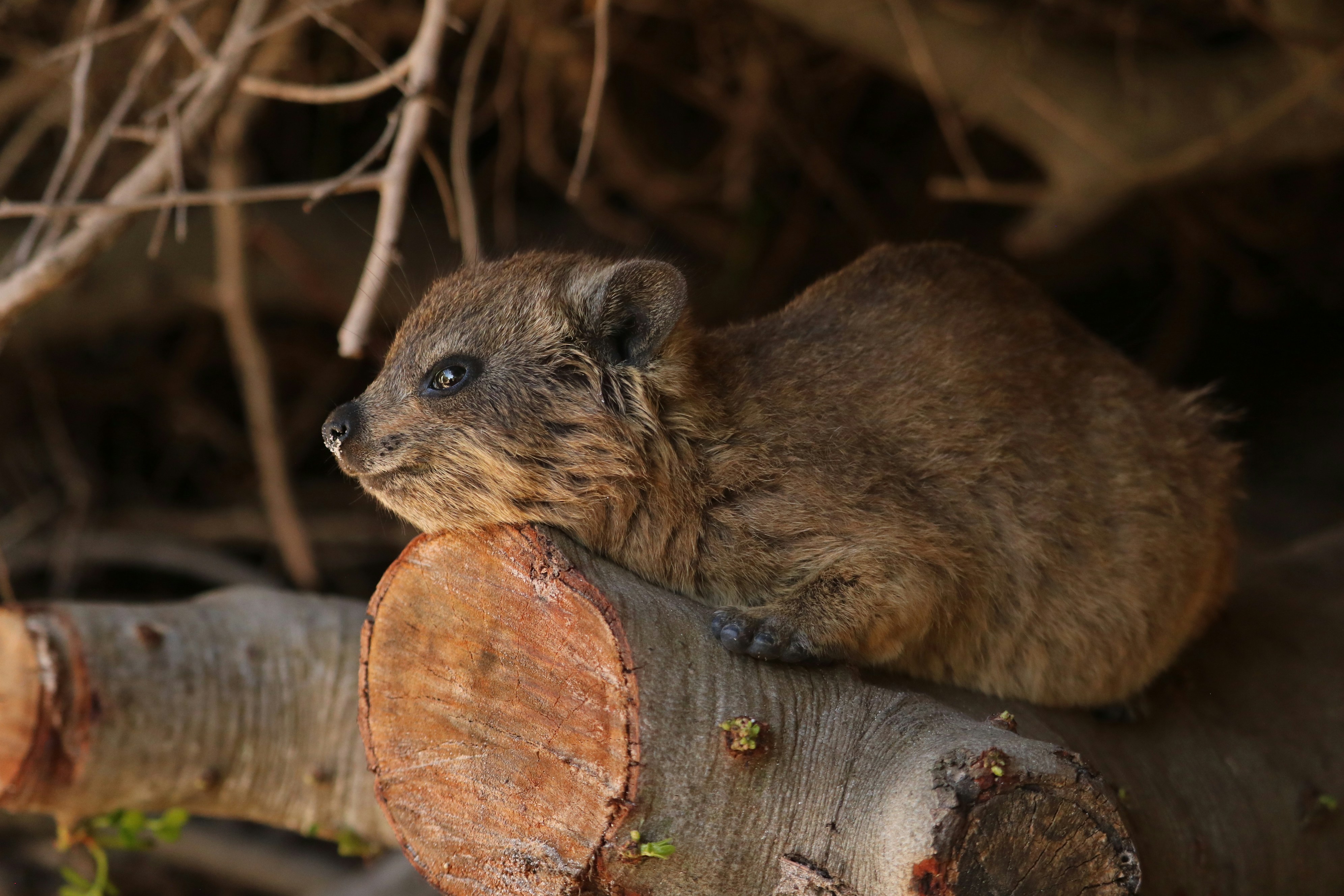 Photo by allysphotos