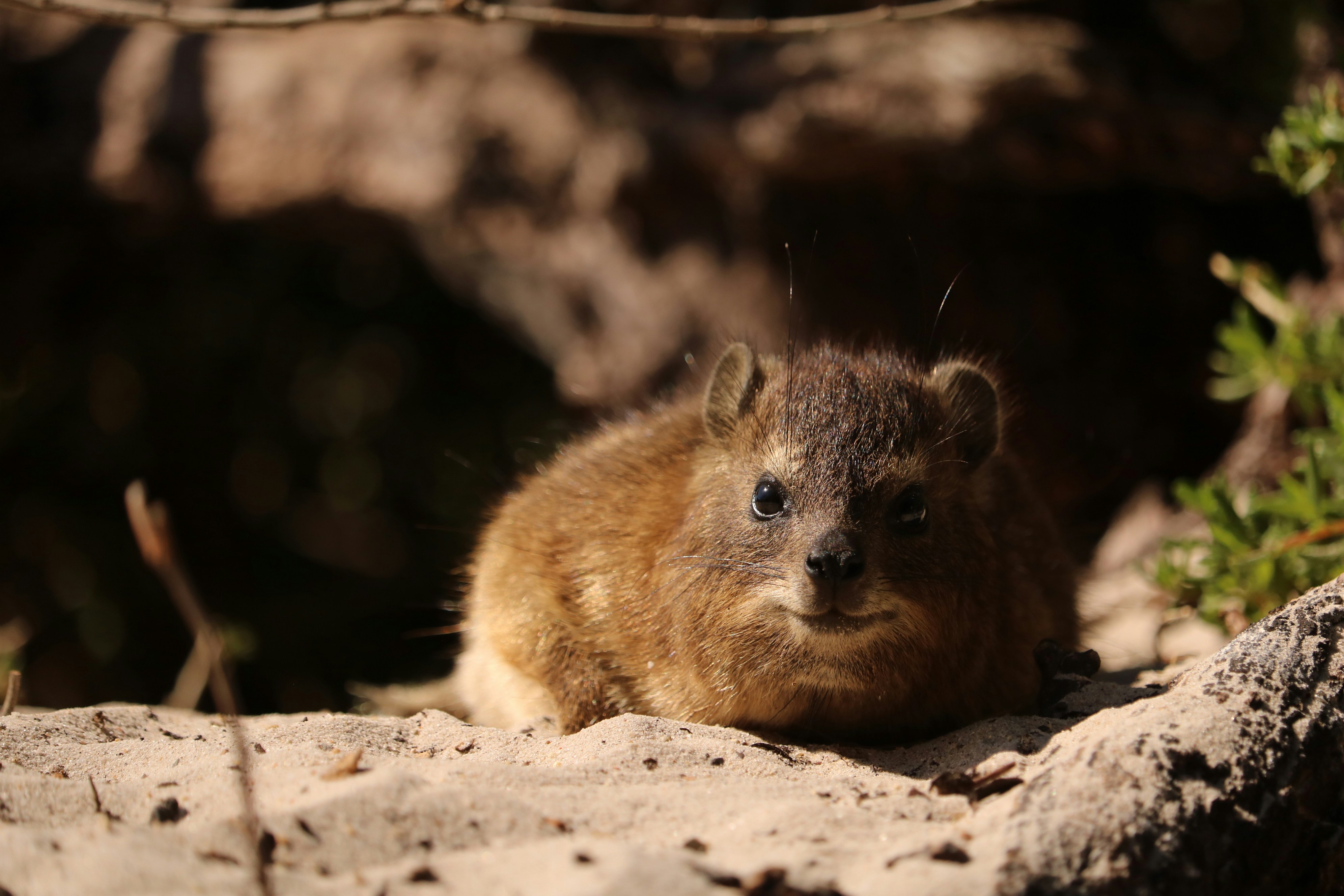 Photo by allysphotos