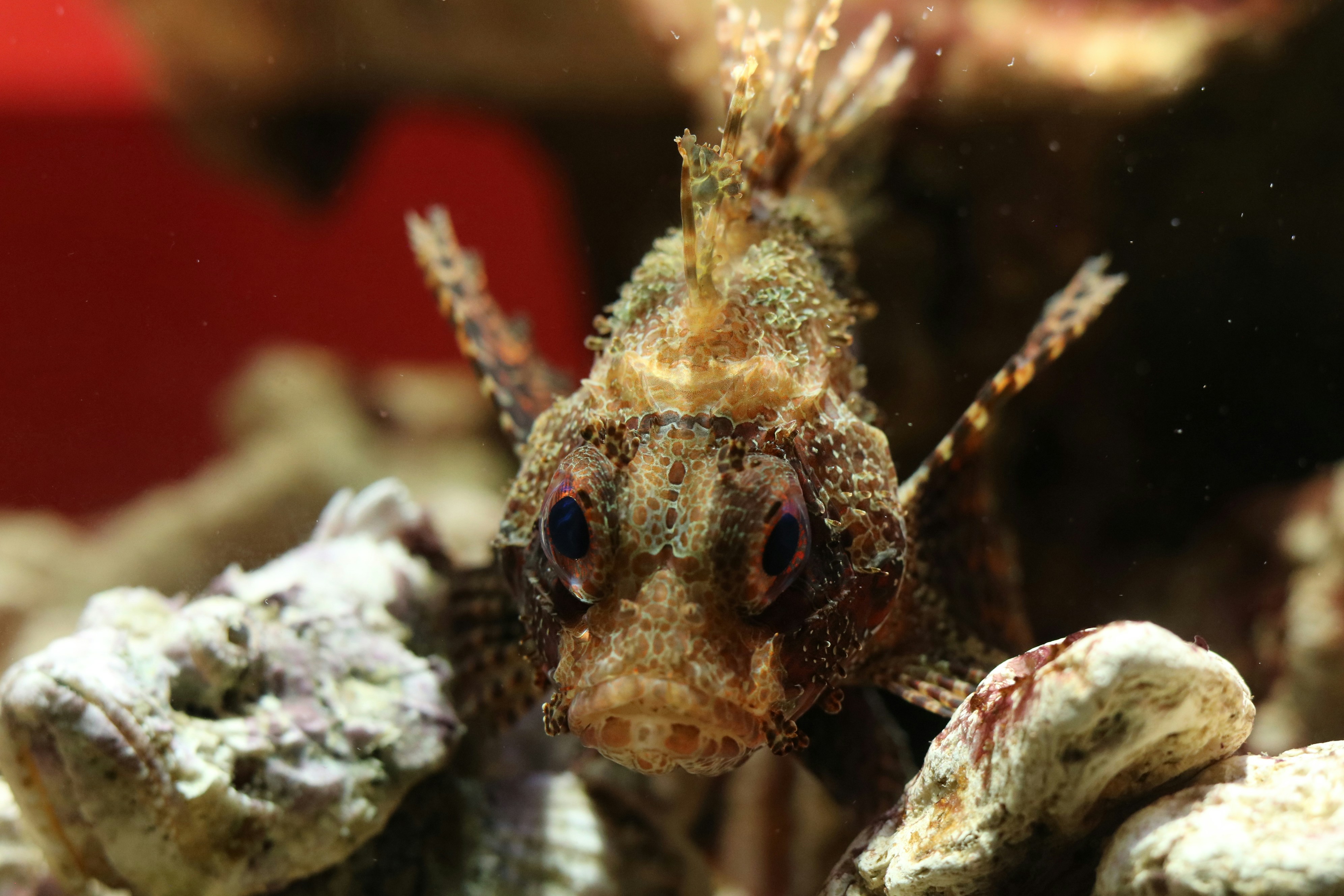 Seekor ikan kecil berduri dengan mata besar beristirahat di antara bebatuan.