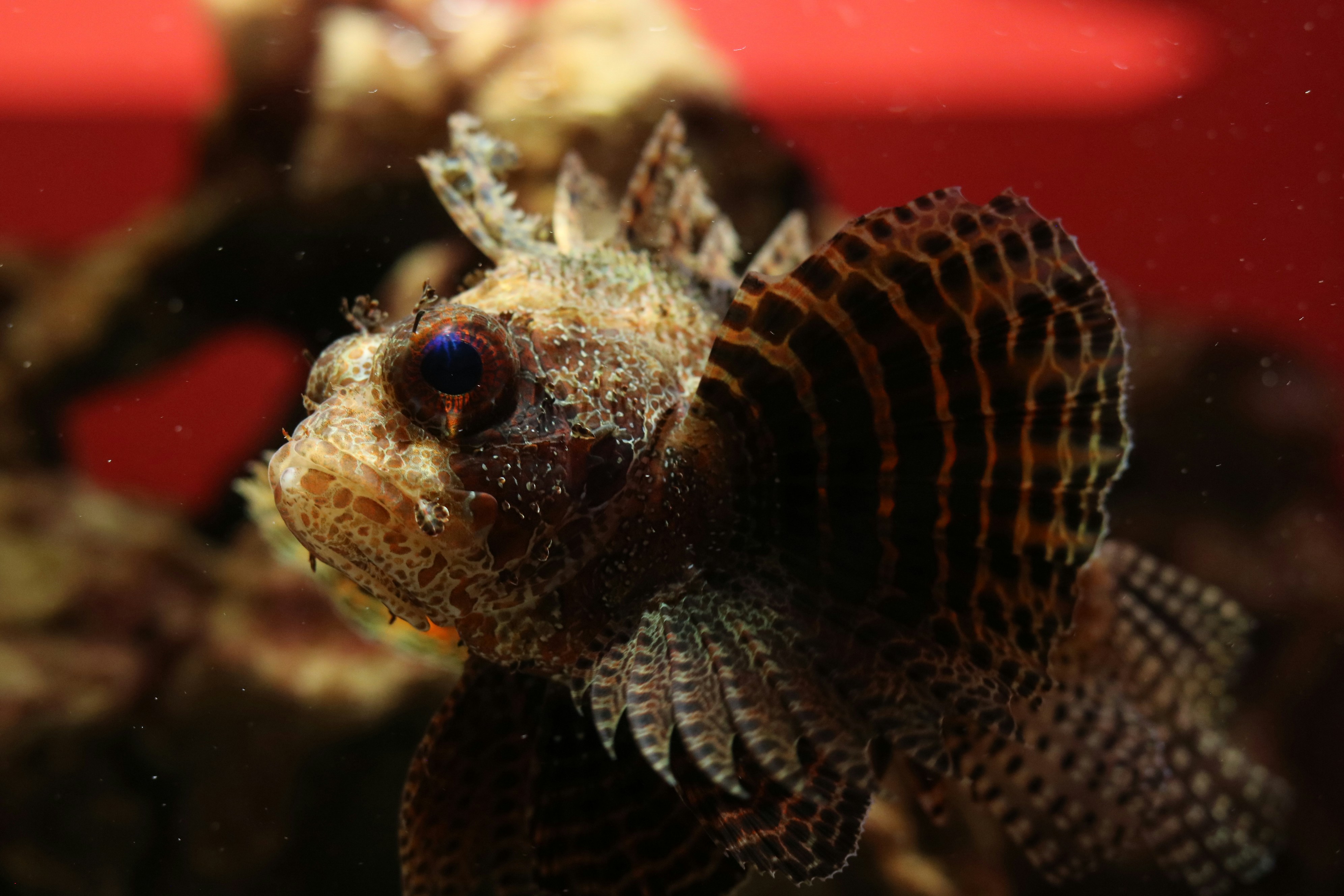 Close-up ikan bersisik dengan garis-garis gelap.