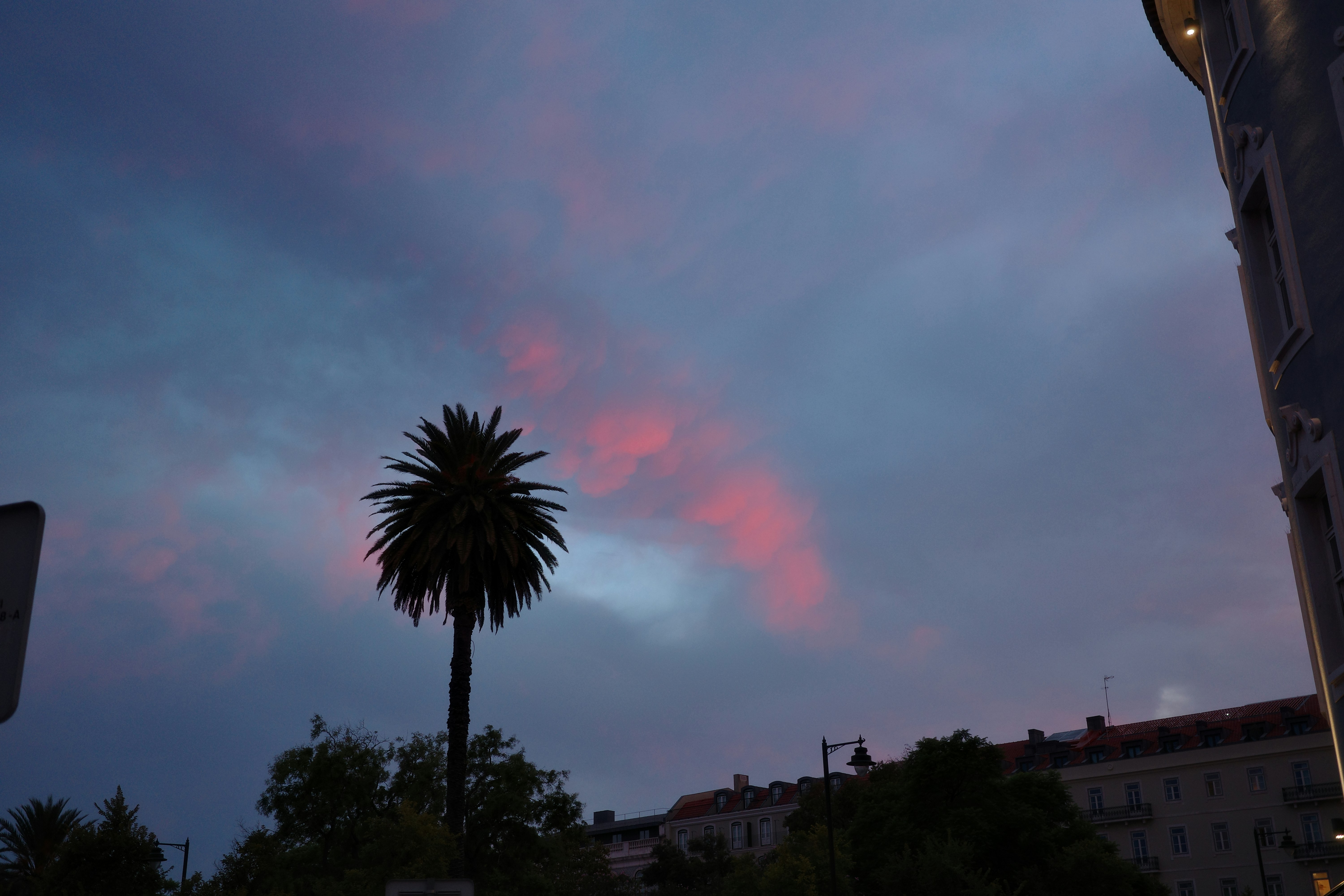 Palm tree against a dramatic pink and blue sunset sky.