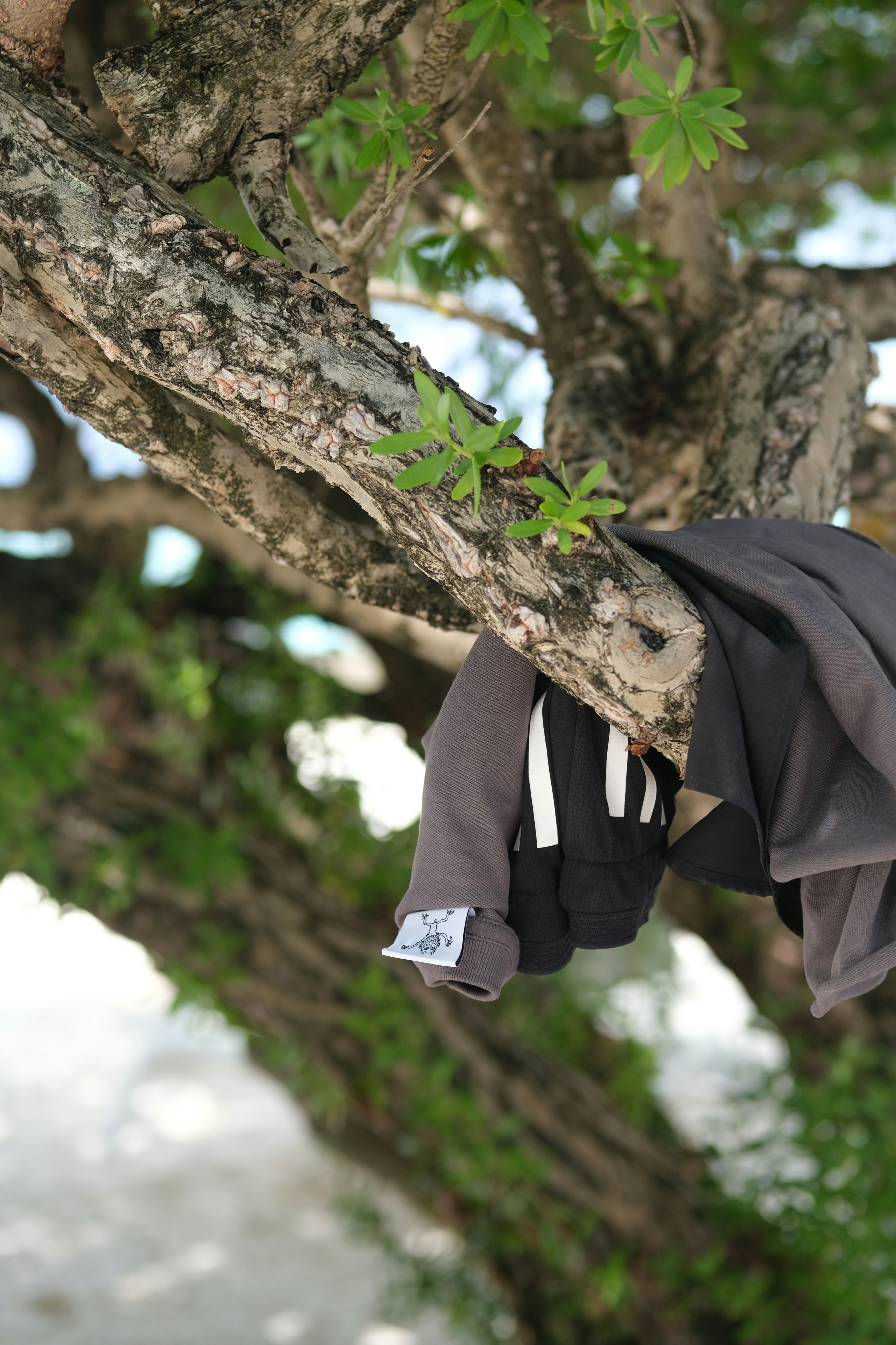 Clothes hanging on a tree branch outdoors.