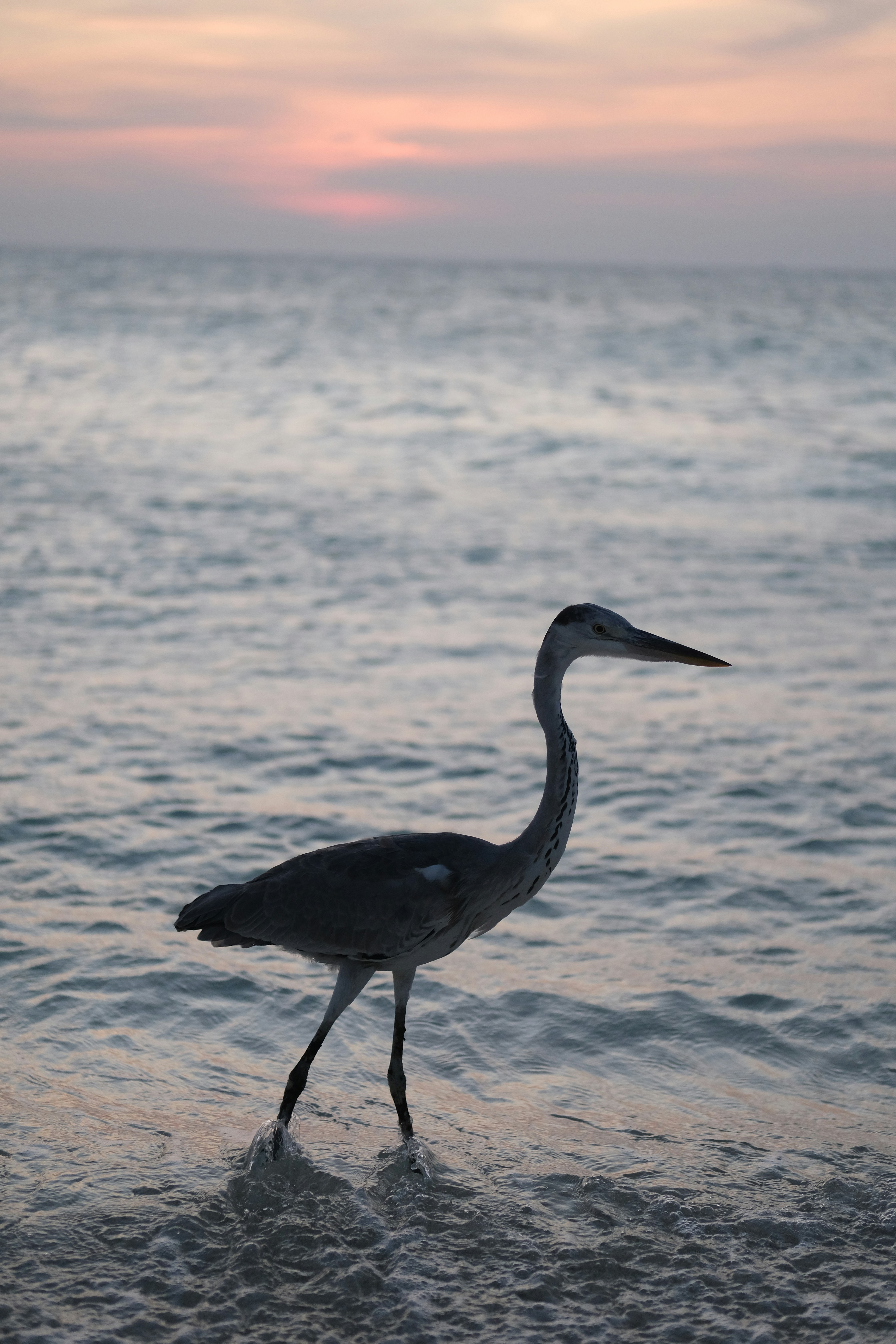 Photo by sara_thaundrdawg