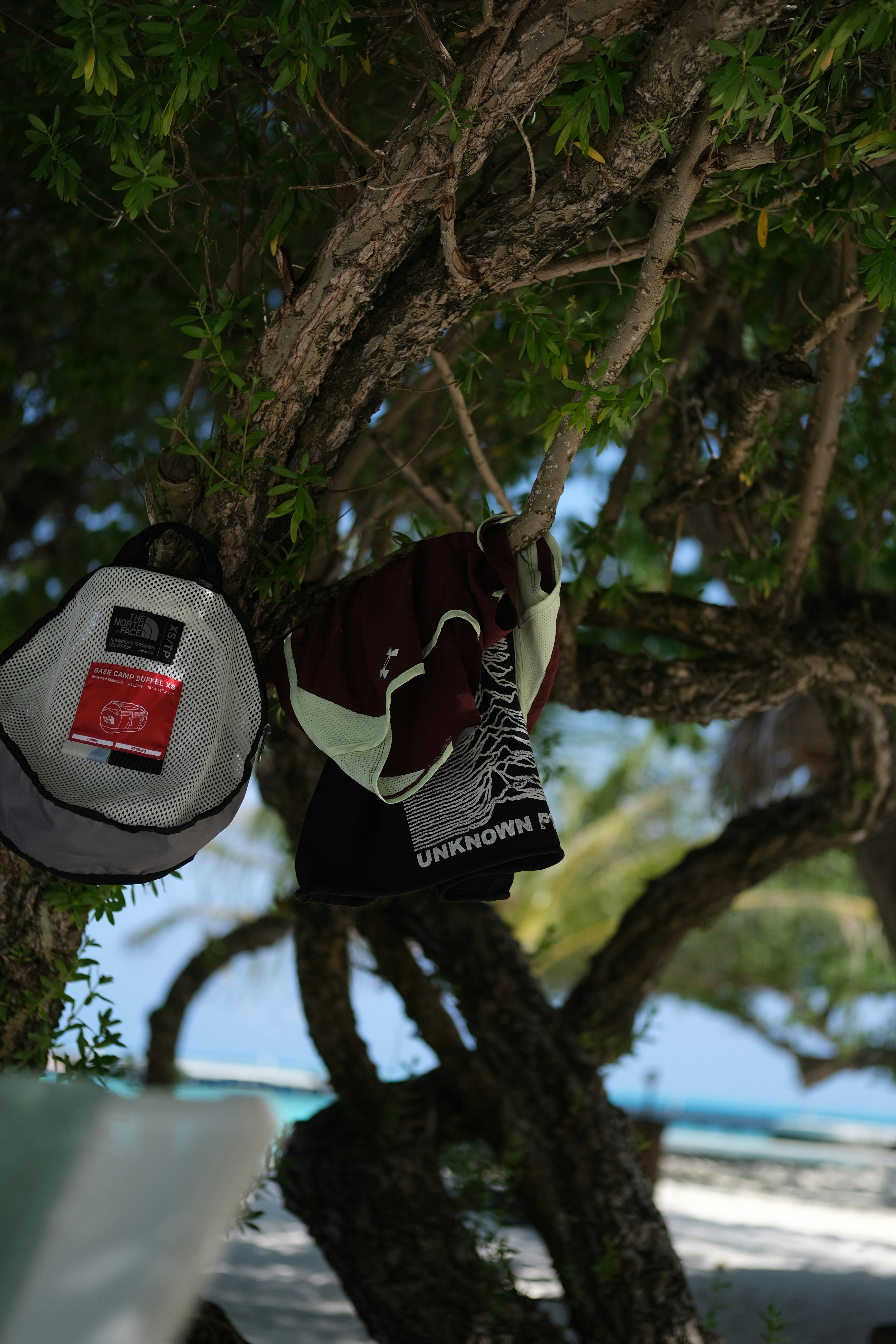 Clothes hanging on a tree branch near beach