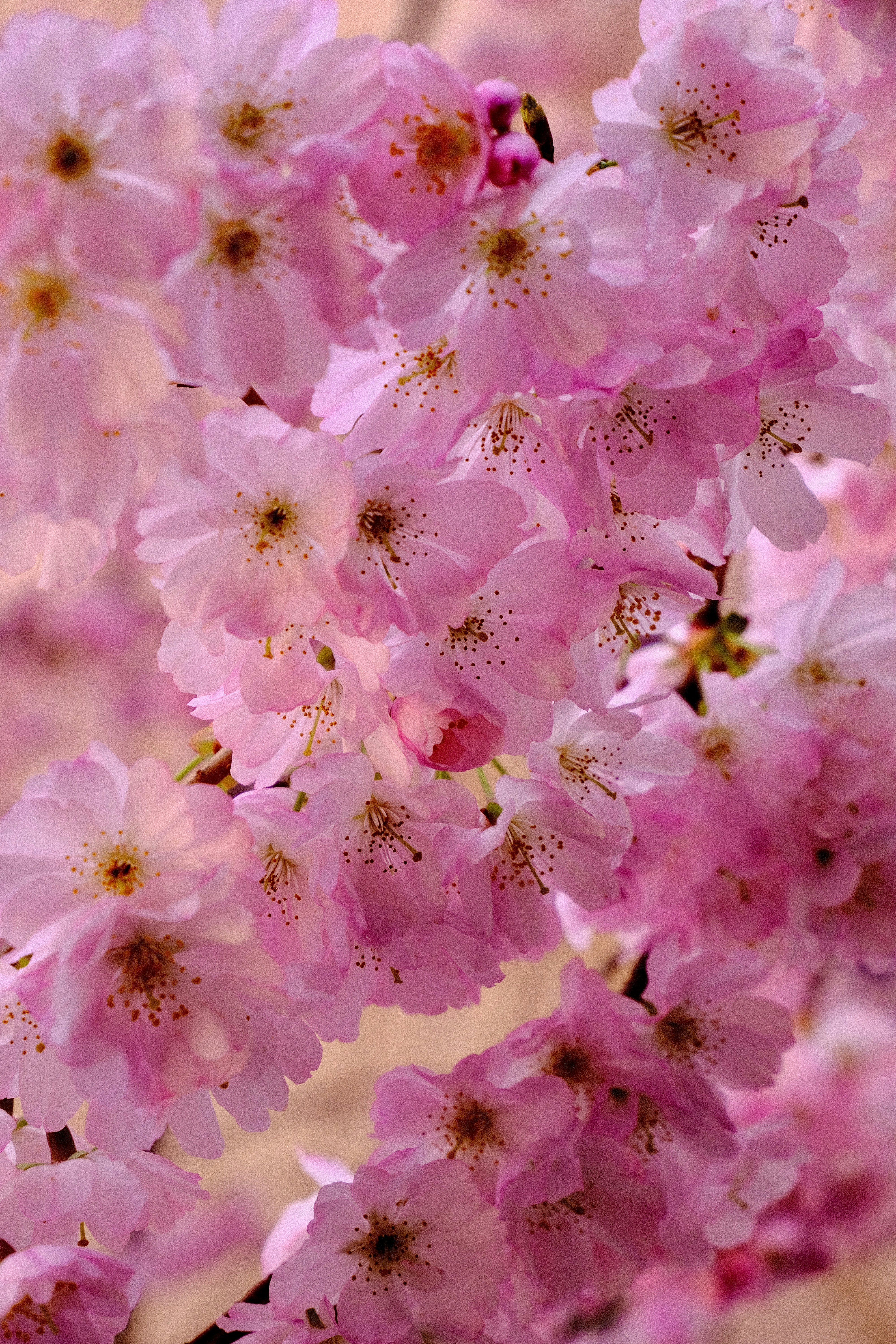 Photo by jonasgerlach