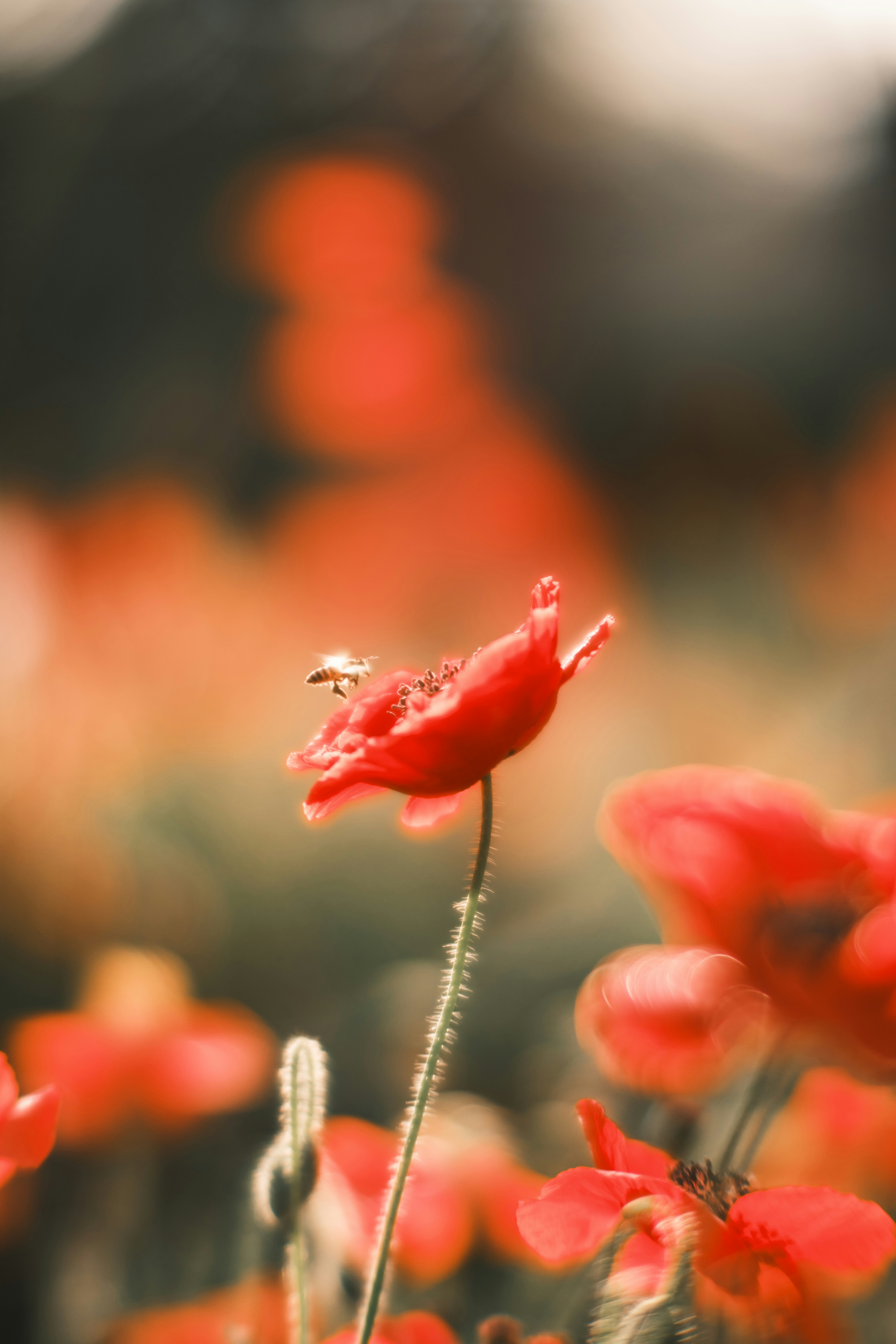 A bee lands on a vibrant red poppy flower.