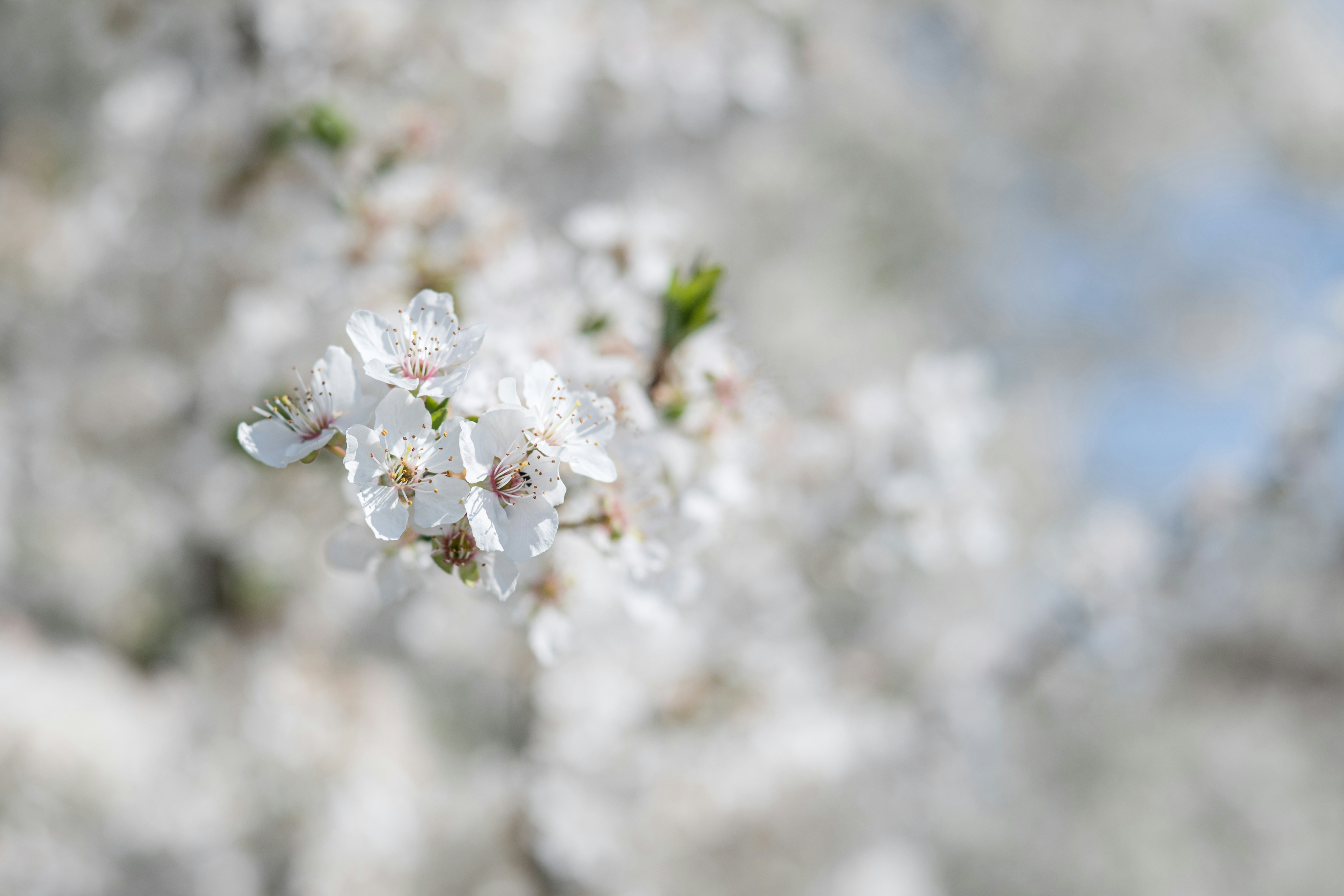 繊細な白い桜は春に咲きます。