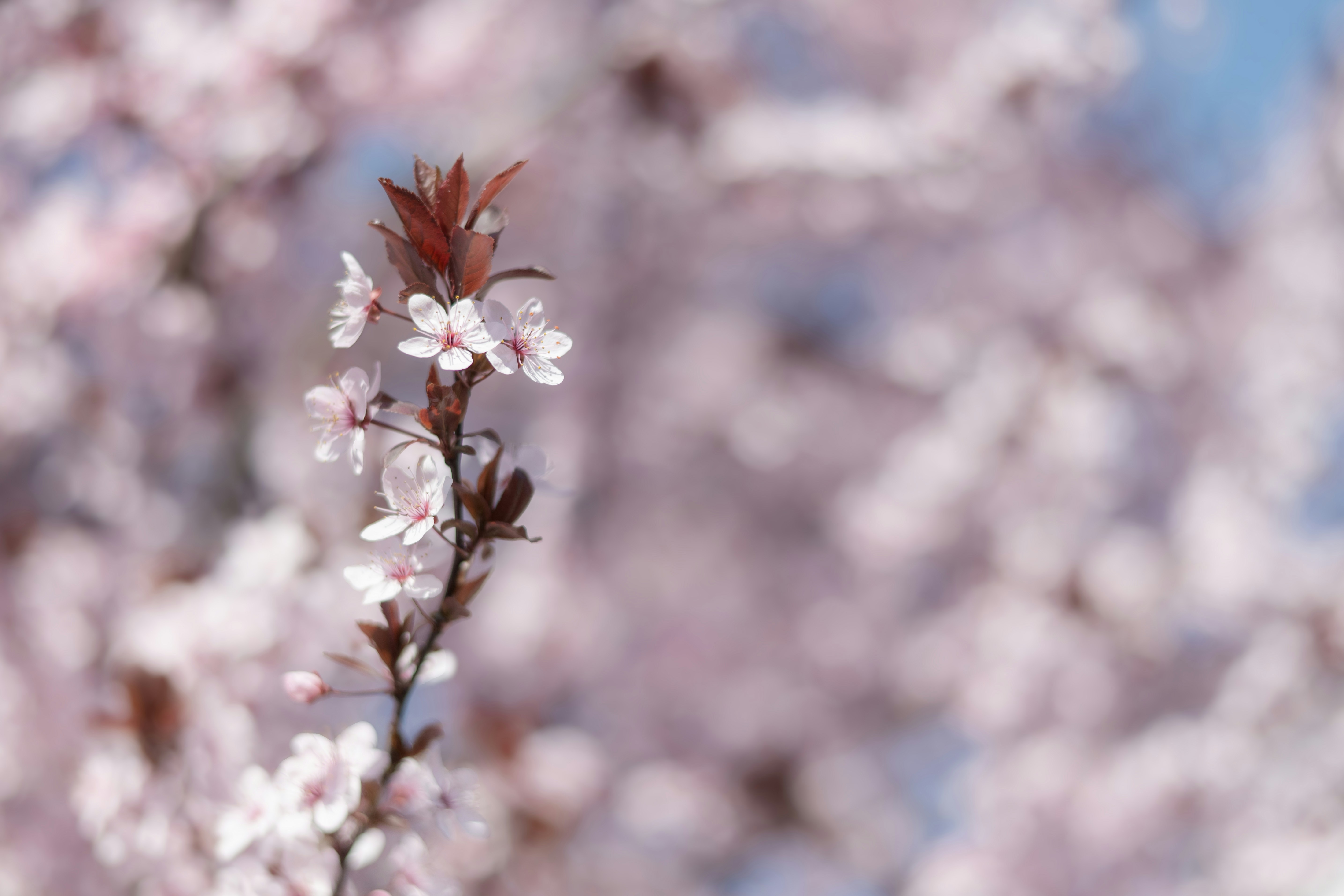 A delicate branch with pink cherry blossoms blooms.