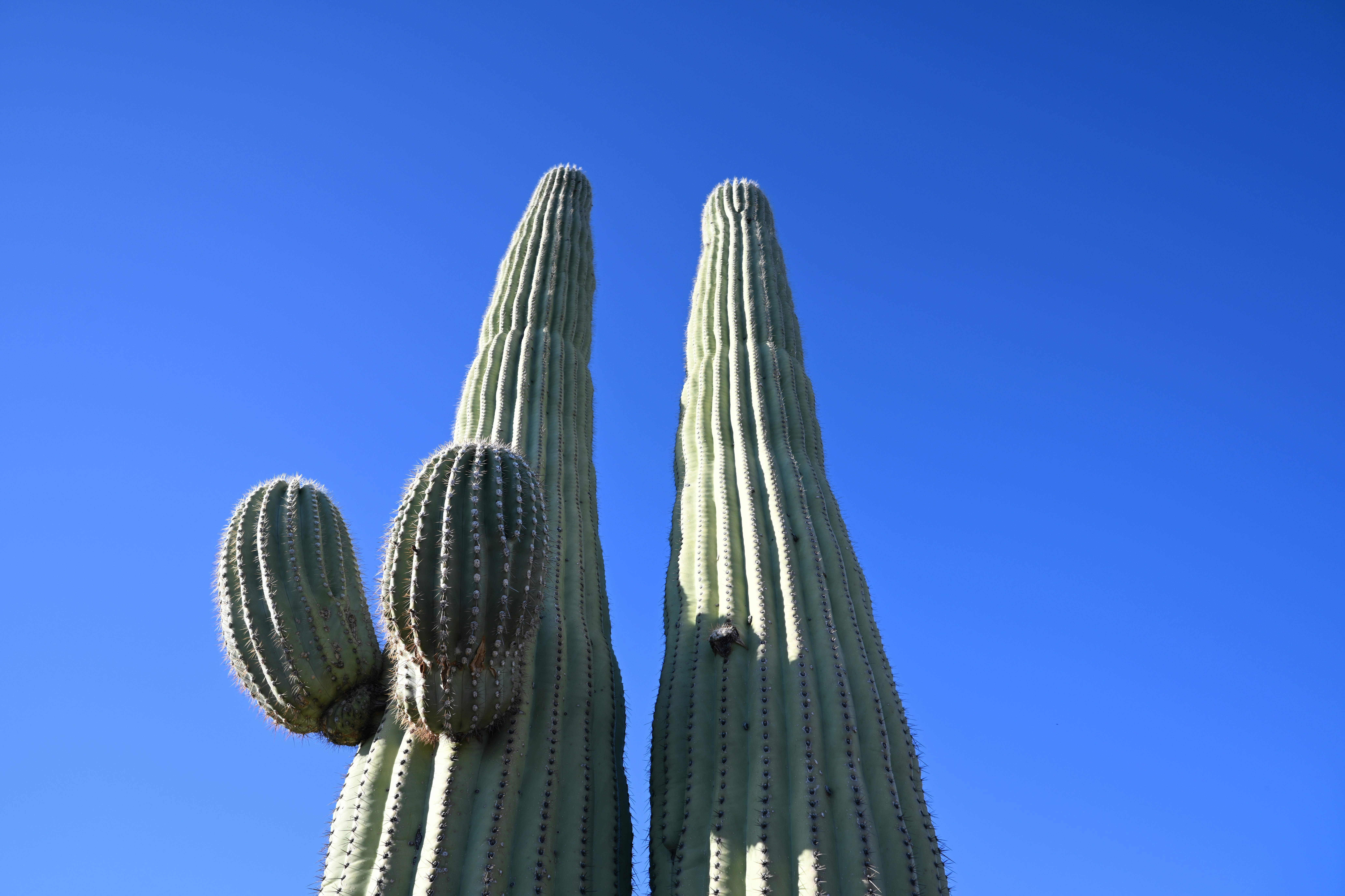 tall saguaro with multiple arms against a clear desert sky - saguaro silhouette shadows