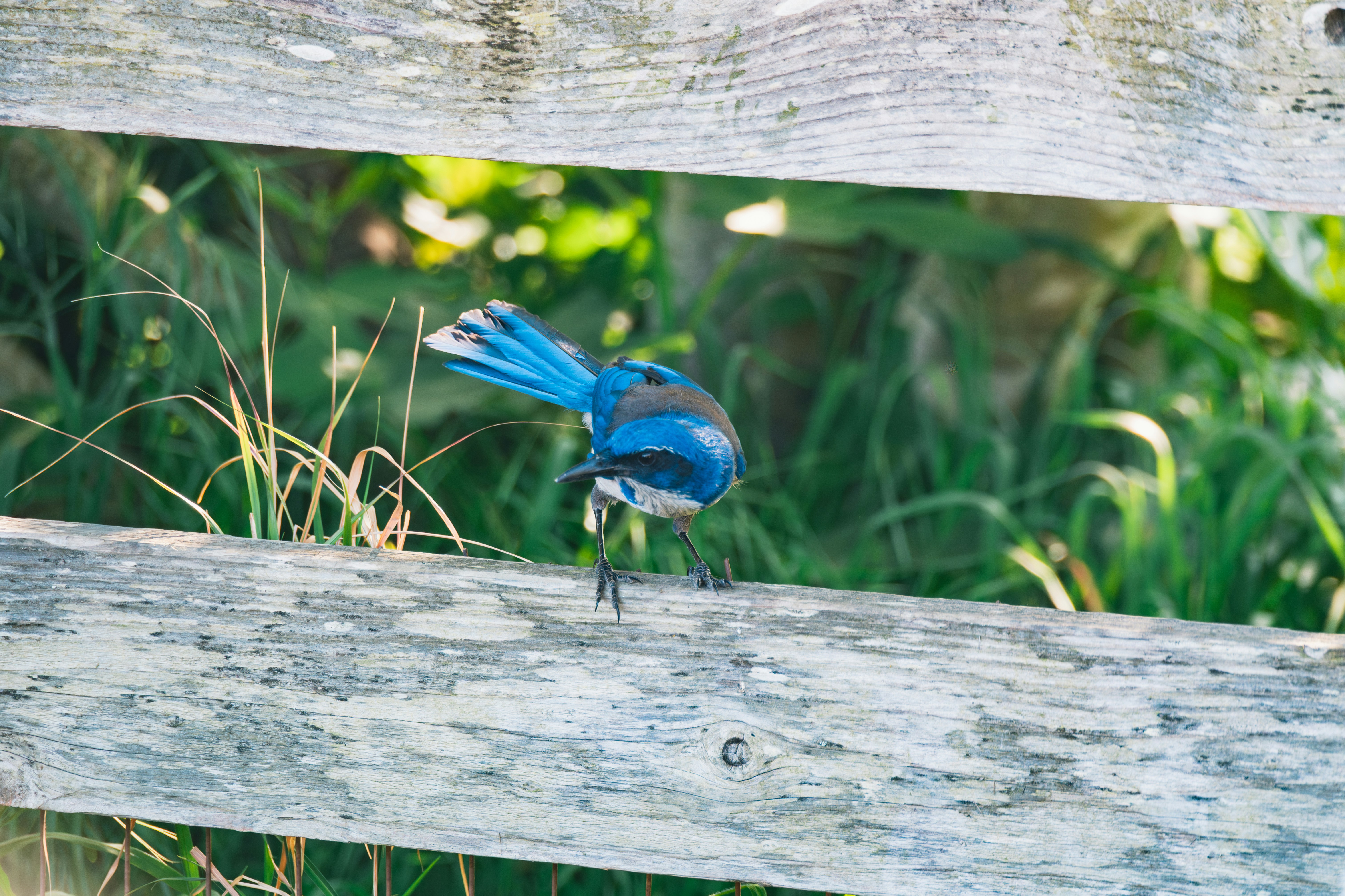 Um pássaro azul vibrante empoleirado em uma cerca de madeira.