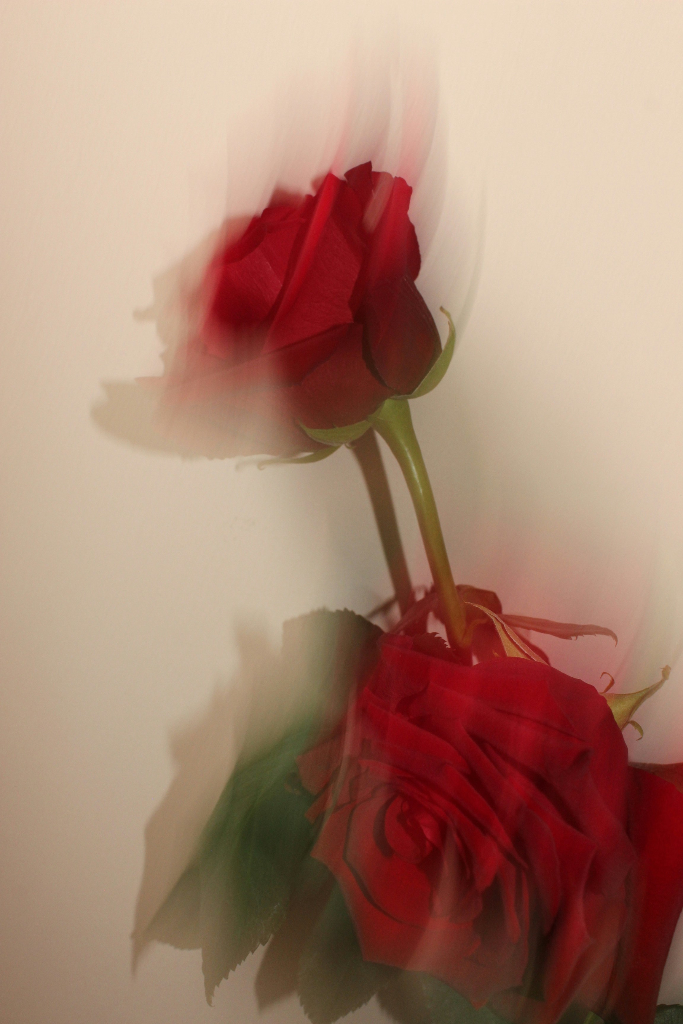 Two red roses with motion blur