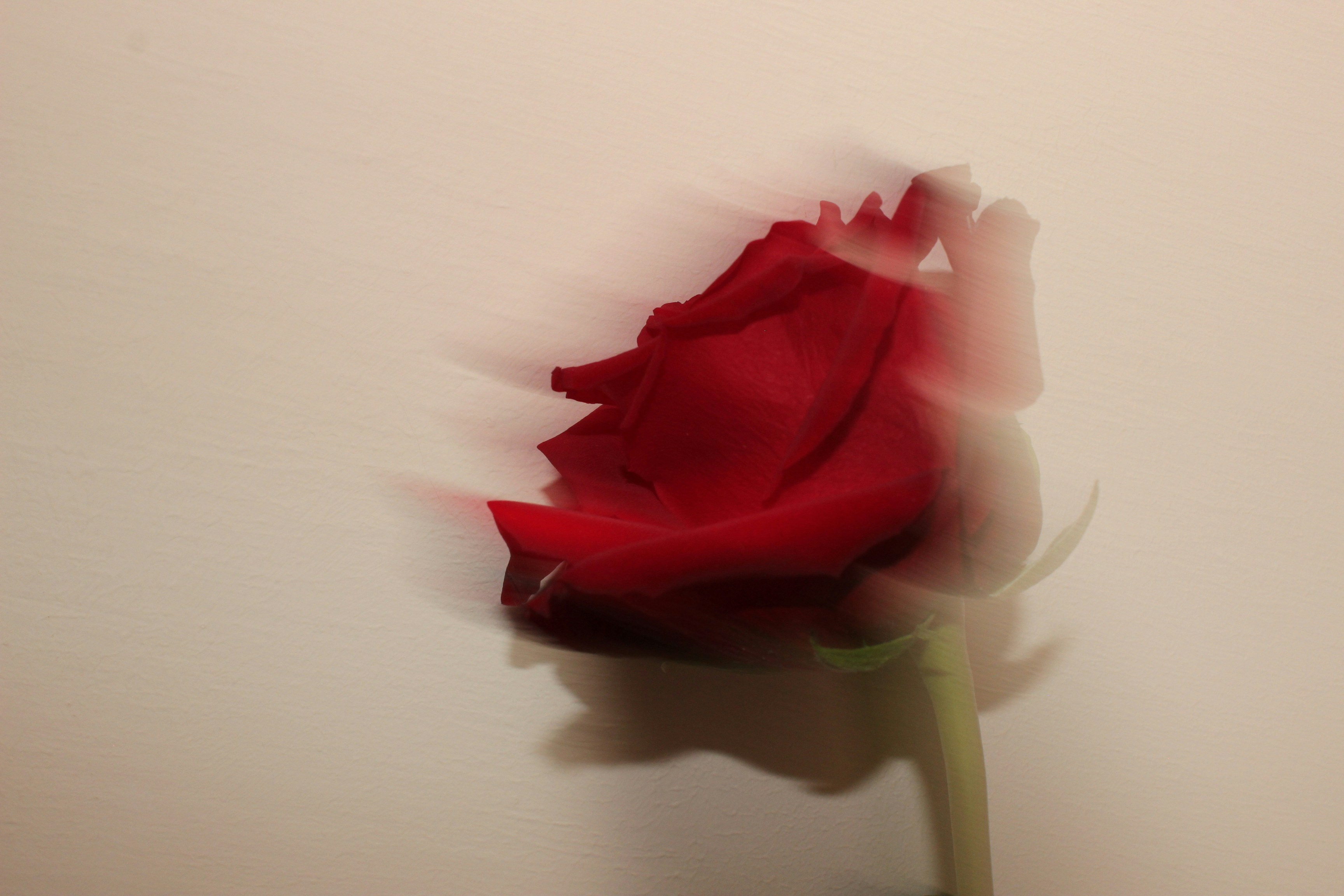 A blurred red rose against a light background