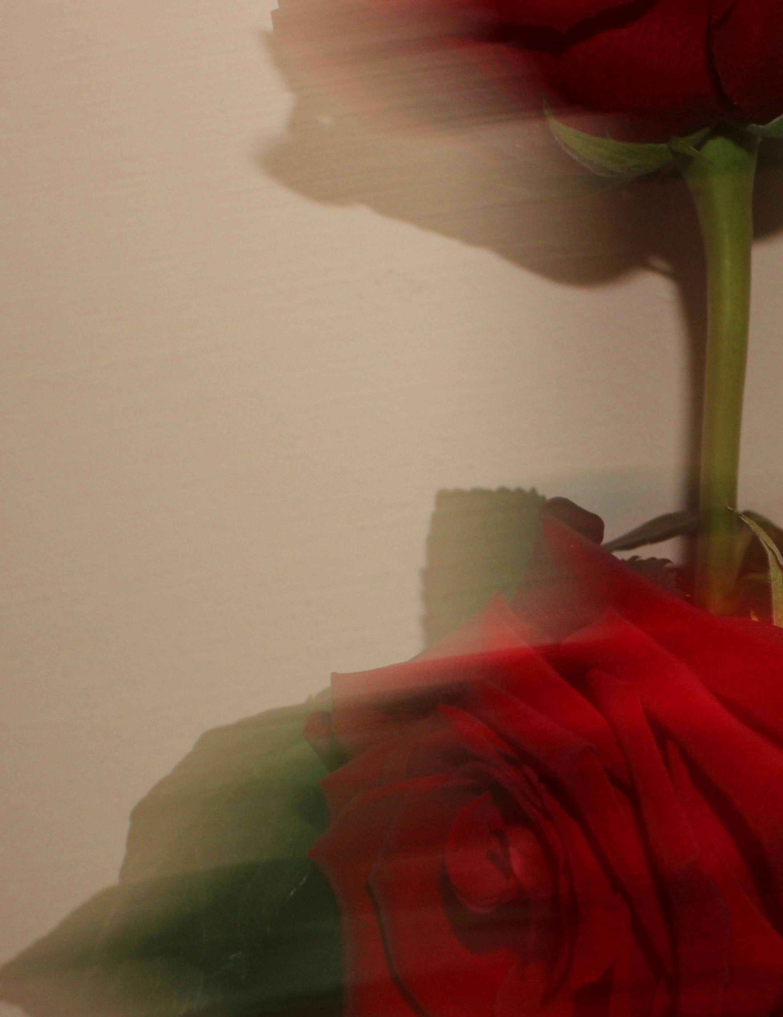 Two red roses with blurred motion effect