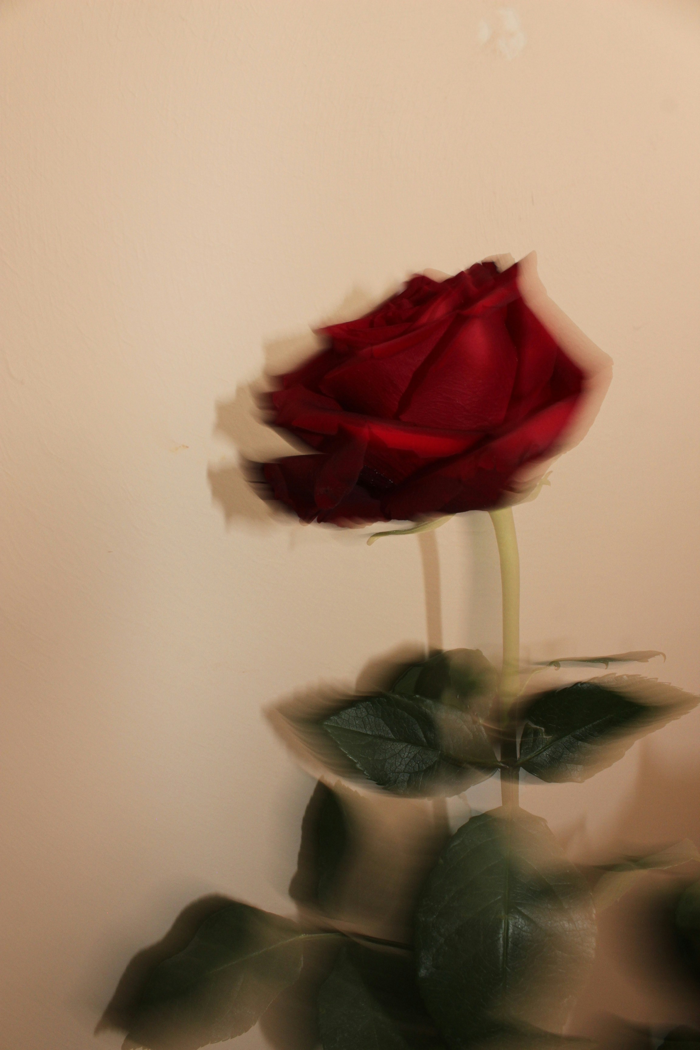 A blurred red rose with green leaves against a wall