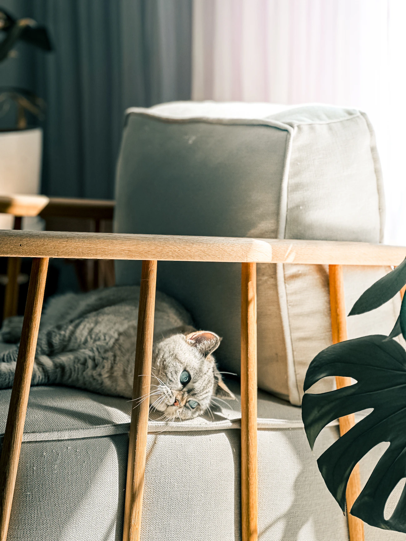 Grey cat resting in warm natural light at home