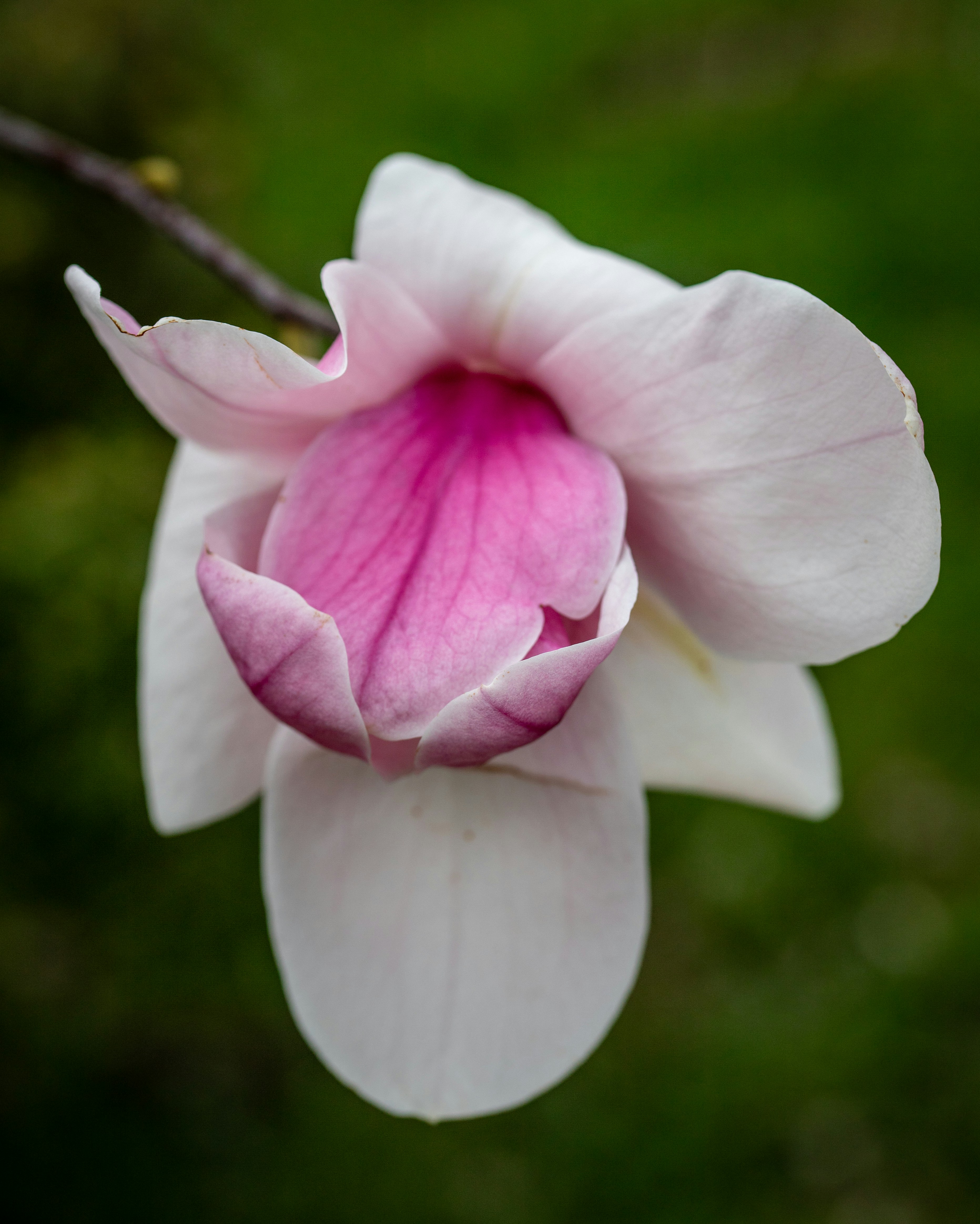 Photo by hdbernd