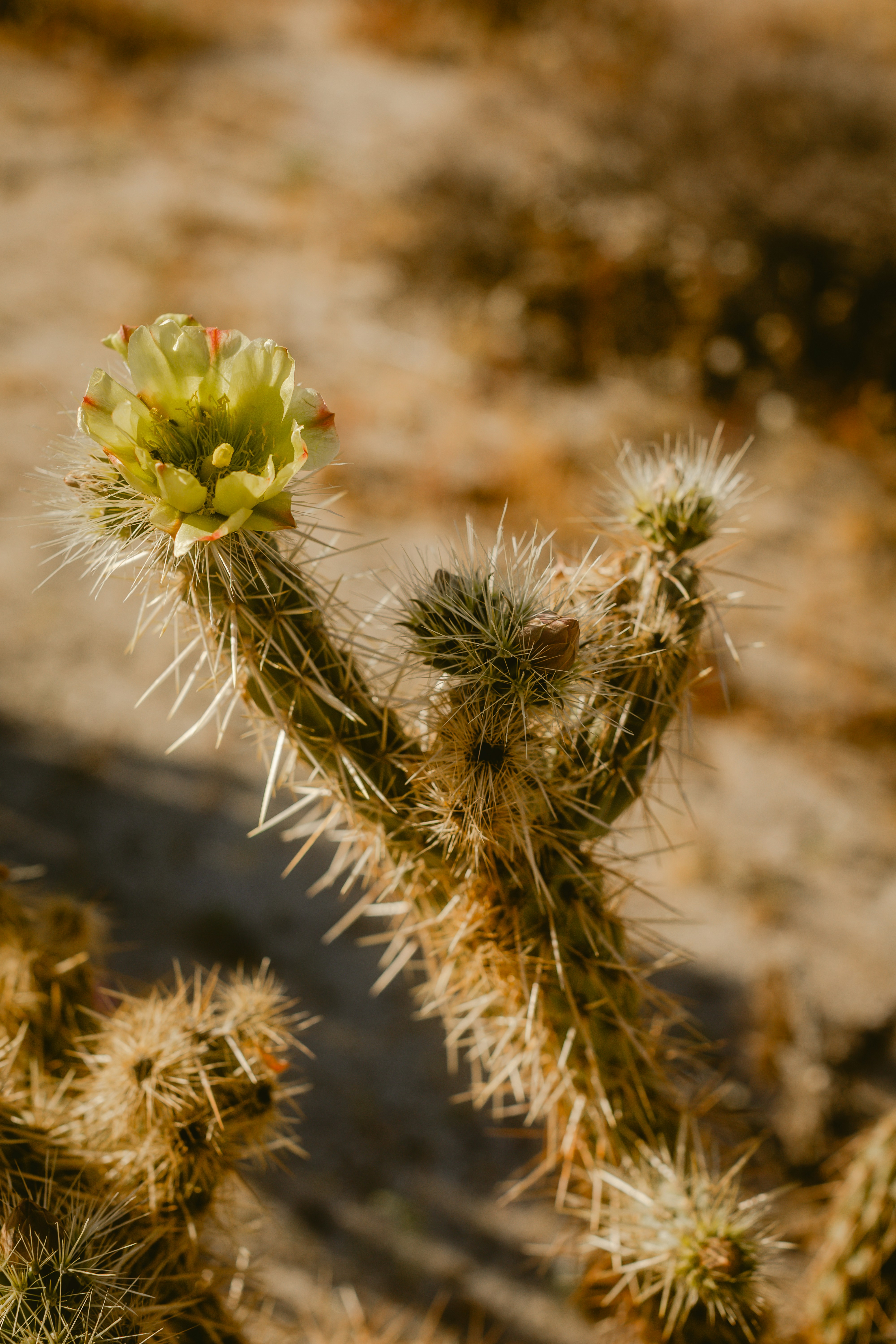 A blooming cholla cactus in a desert landscape.