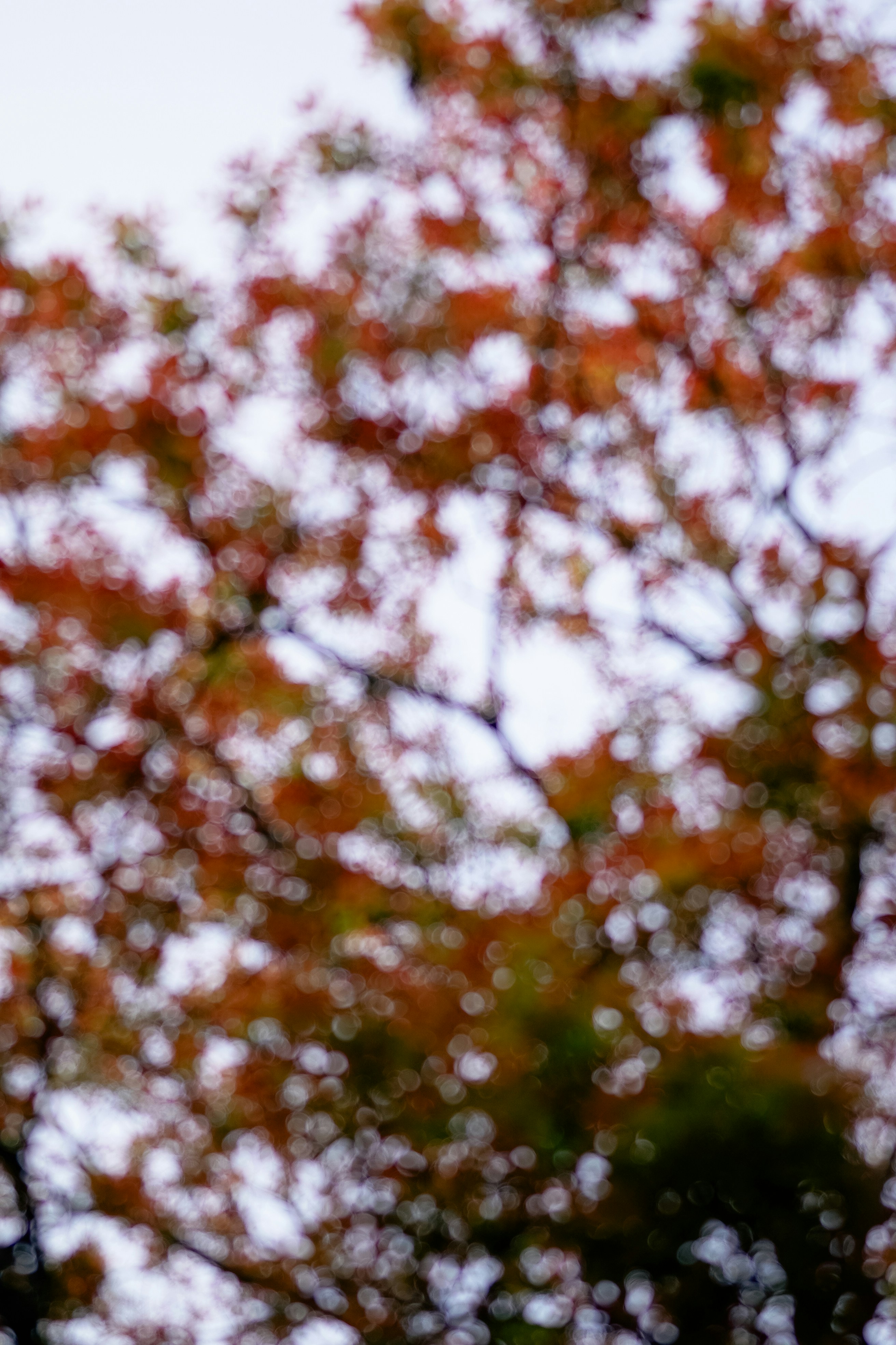 Blurred autumn leaves against a pale sky