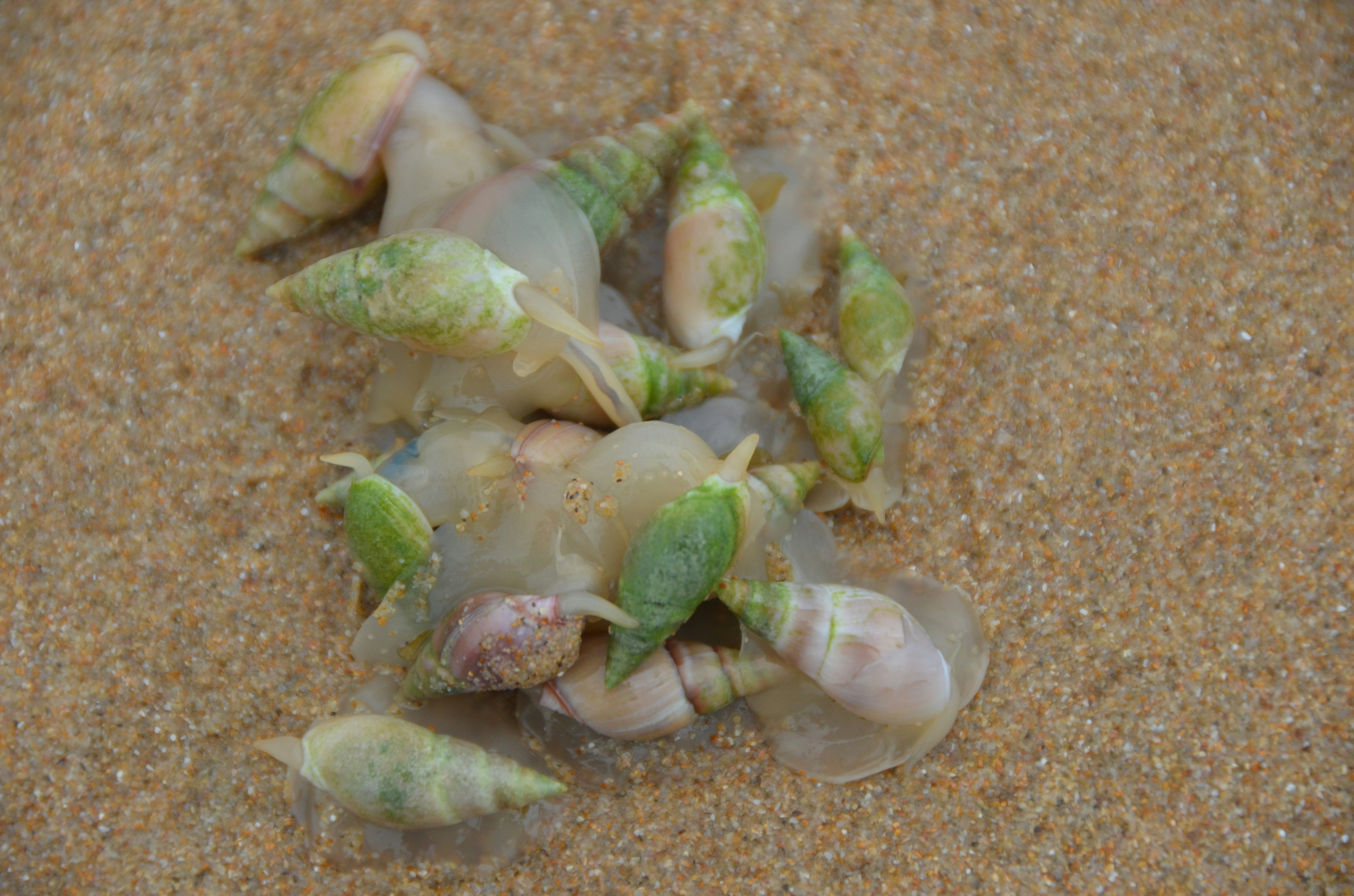 African Shells