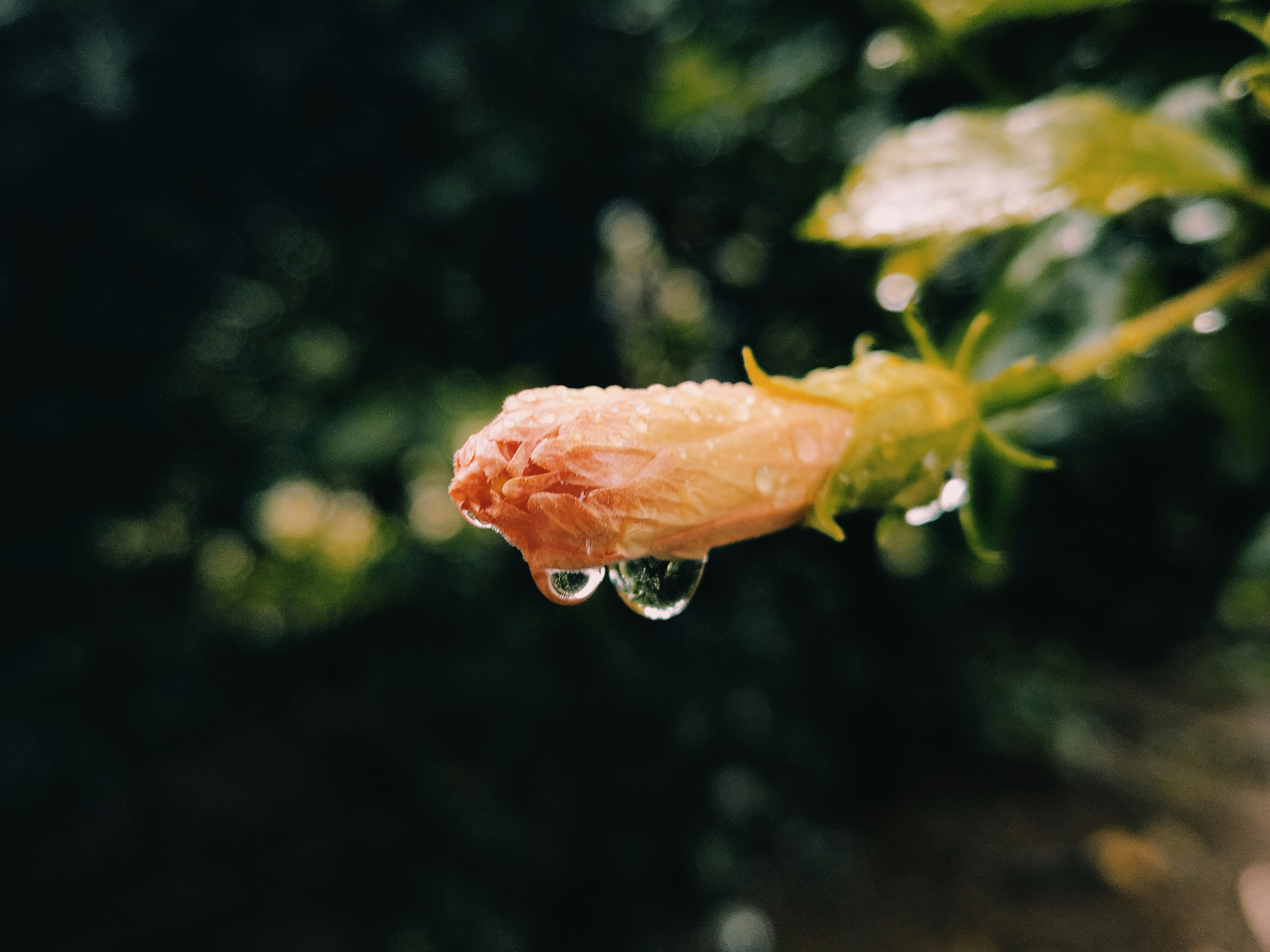 Photo by arup_kr_das