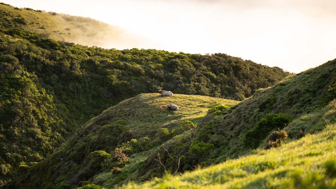 Bull elk bugling in Idaho's Selway-Bitterroot wilderness during the September rut