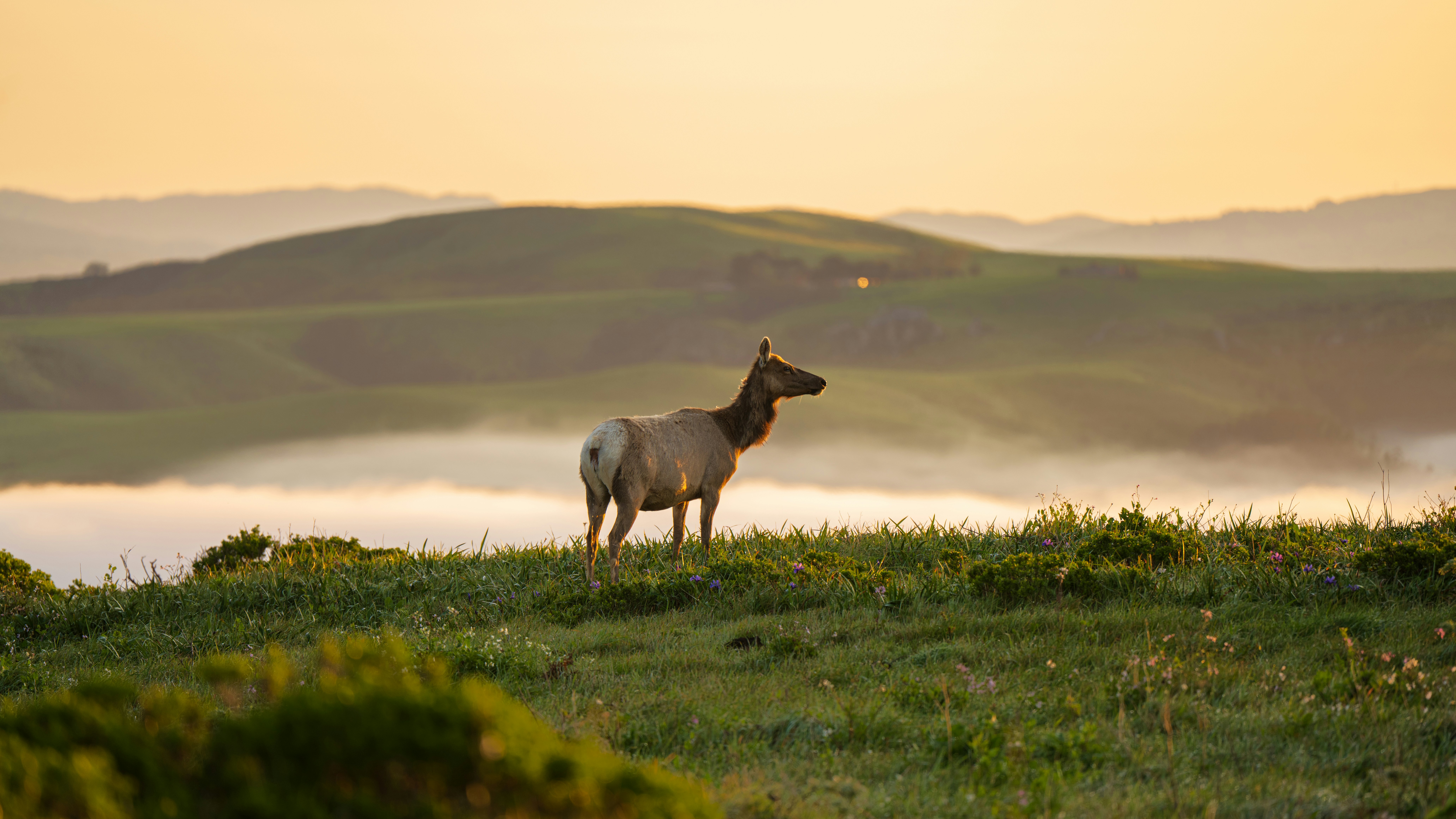 Mobile Slots Online Play for Free no Download