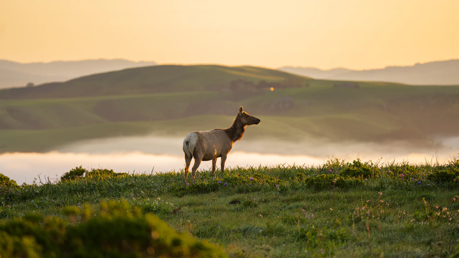 Dawn Wildlife Walk